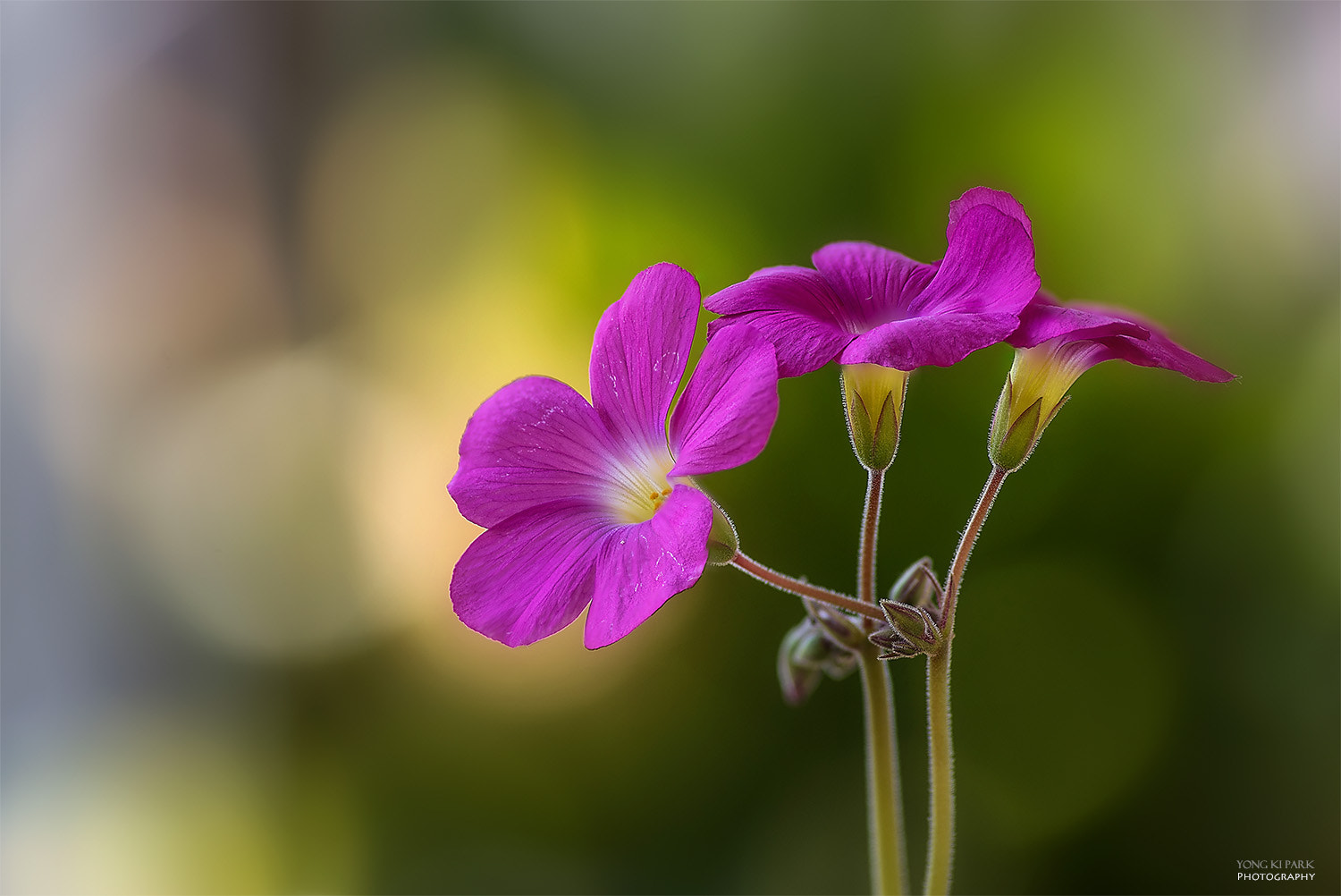 Pentax K-1 + Pentax smc D-FA 100mm F2.8 Macro WR sample photo. Spring is love-2 photography