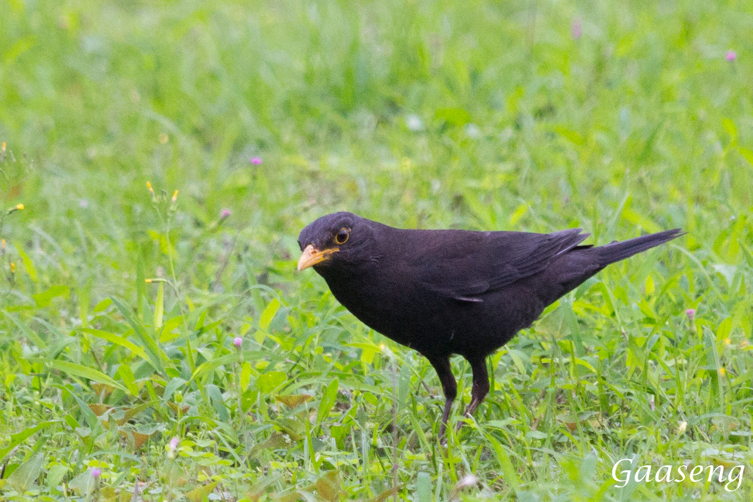 Canon EOS 60D + Canon EF 70-200mm F4L IS USM sample photo. Bird photography