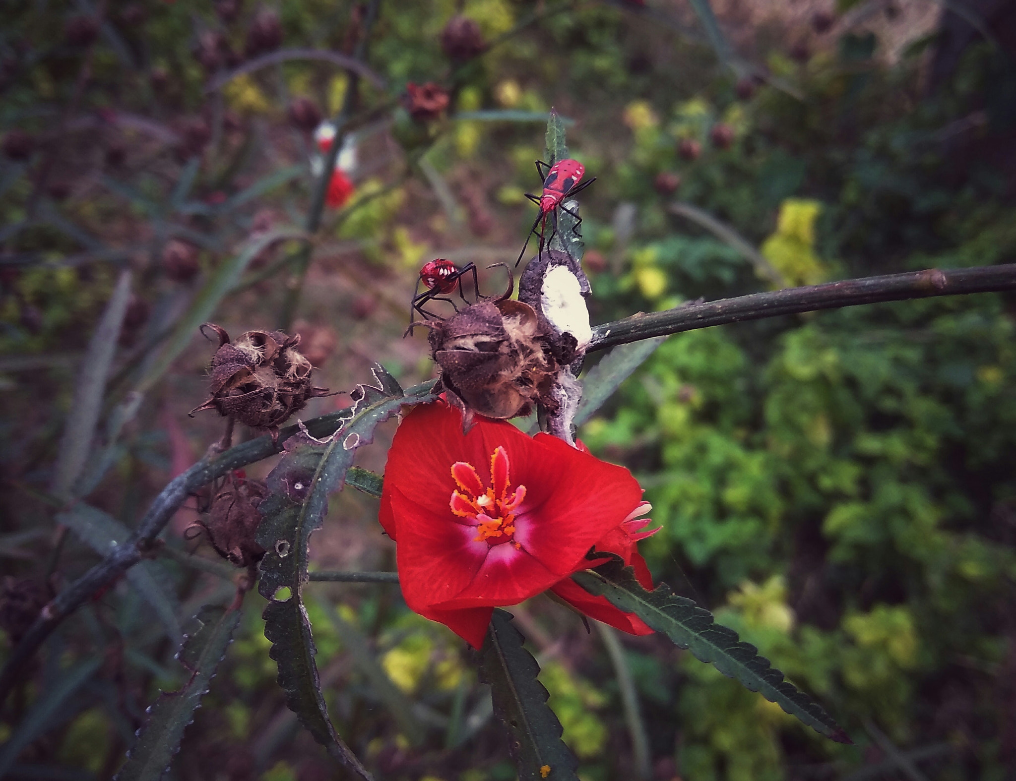 LeMobile Le X526 sample photo