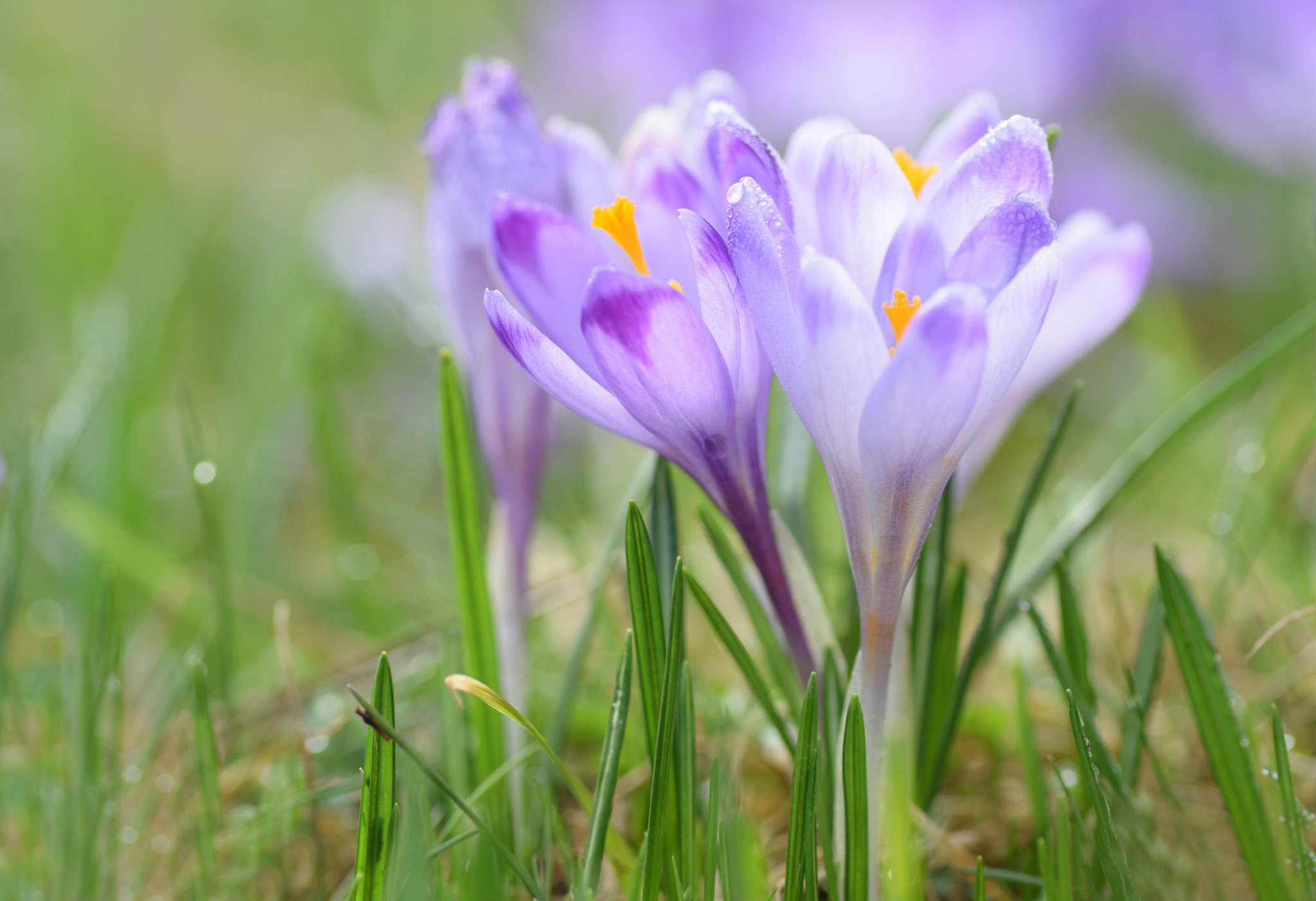 Tamron SP AF 90mm F2.8 Di Macro sample photo. Springtime photography