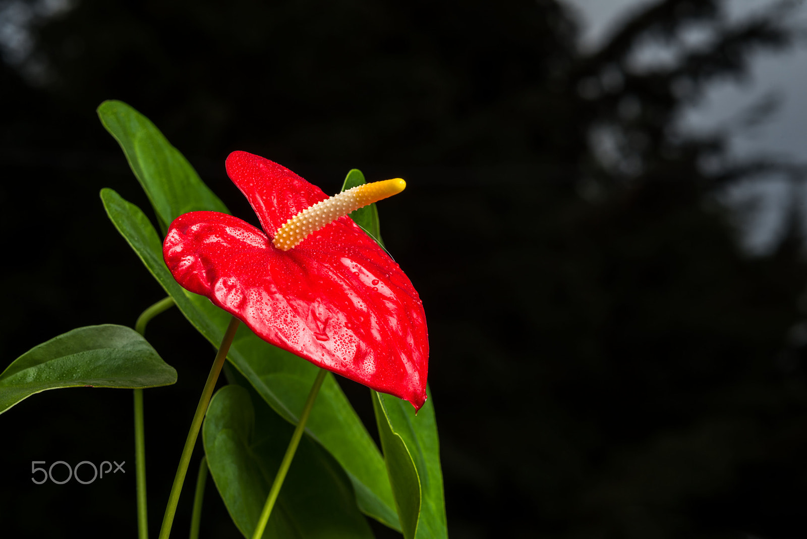 Nikon D810 + AF DC-Nikkor 135mm f/2 sample photo. Anthurium photography