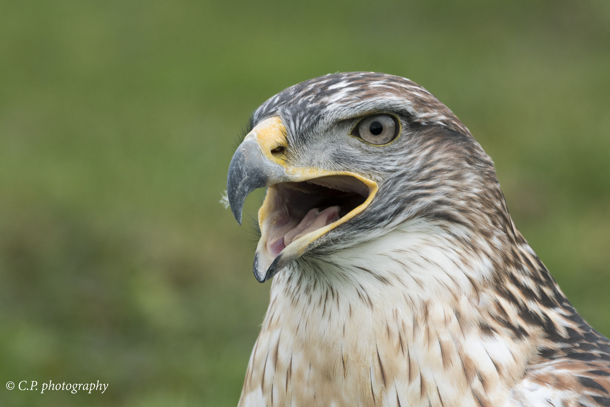 Sony 70-400mm F4-5.6 G SSM sample photo. Buzzard photography