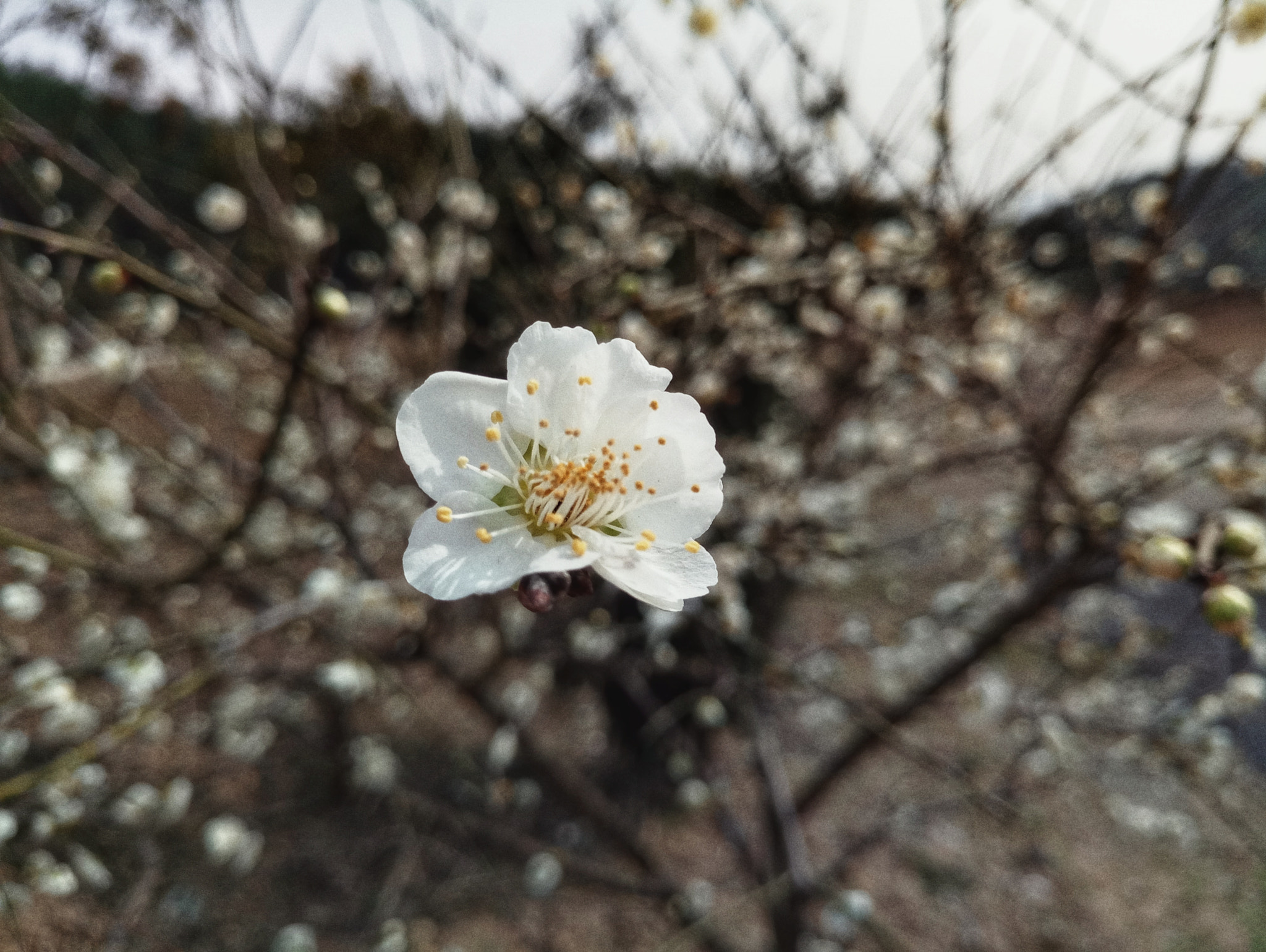 Meizu MX6 sample photo