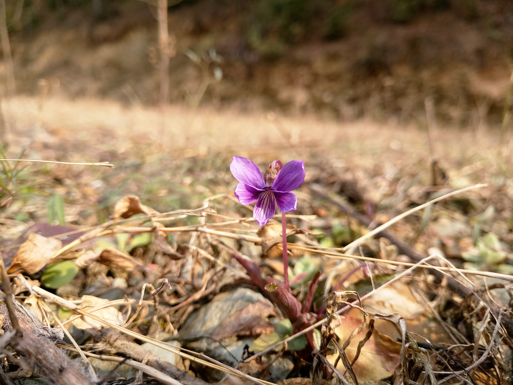Meizu MX6 sample photo