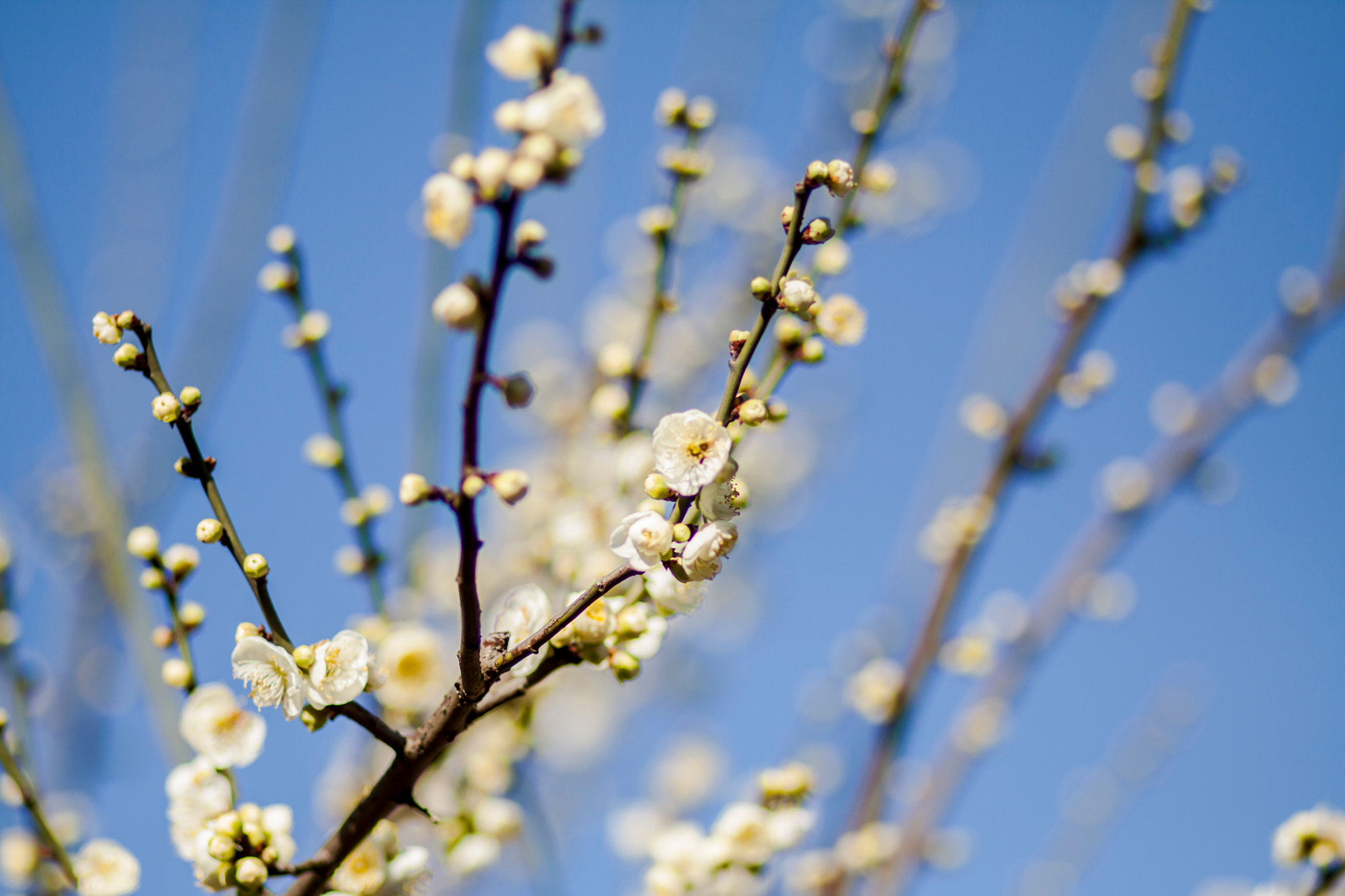 Canon EOS 50D + Canon EF 85mm F1.8 USM sample photo. Armeniaca mume photography