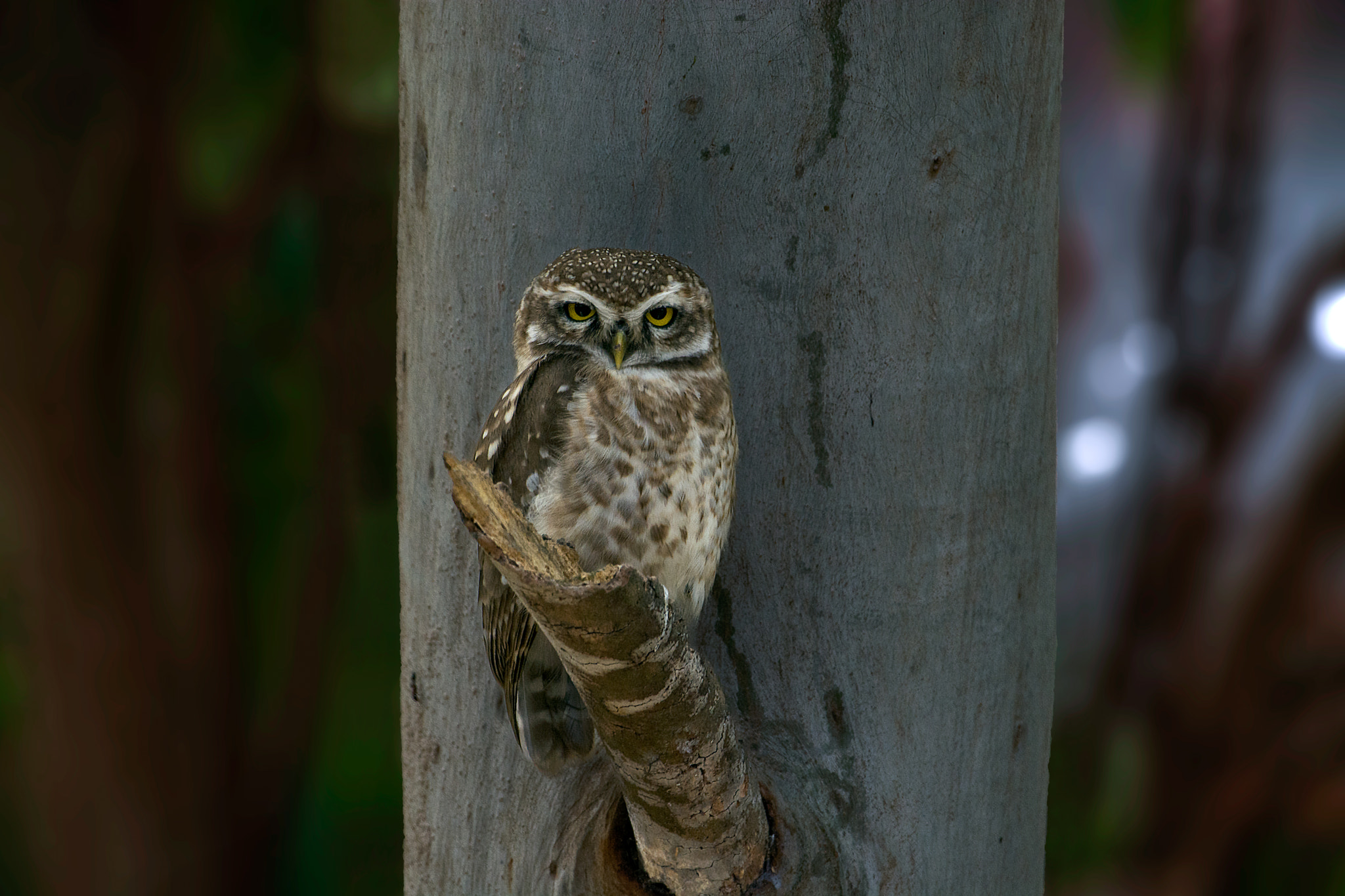Nikon AF-S Nikkor 200-500mm F5.6E ED VR sample photo. Little owl photography