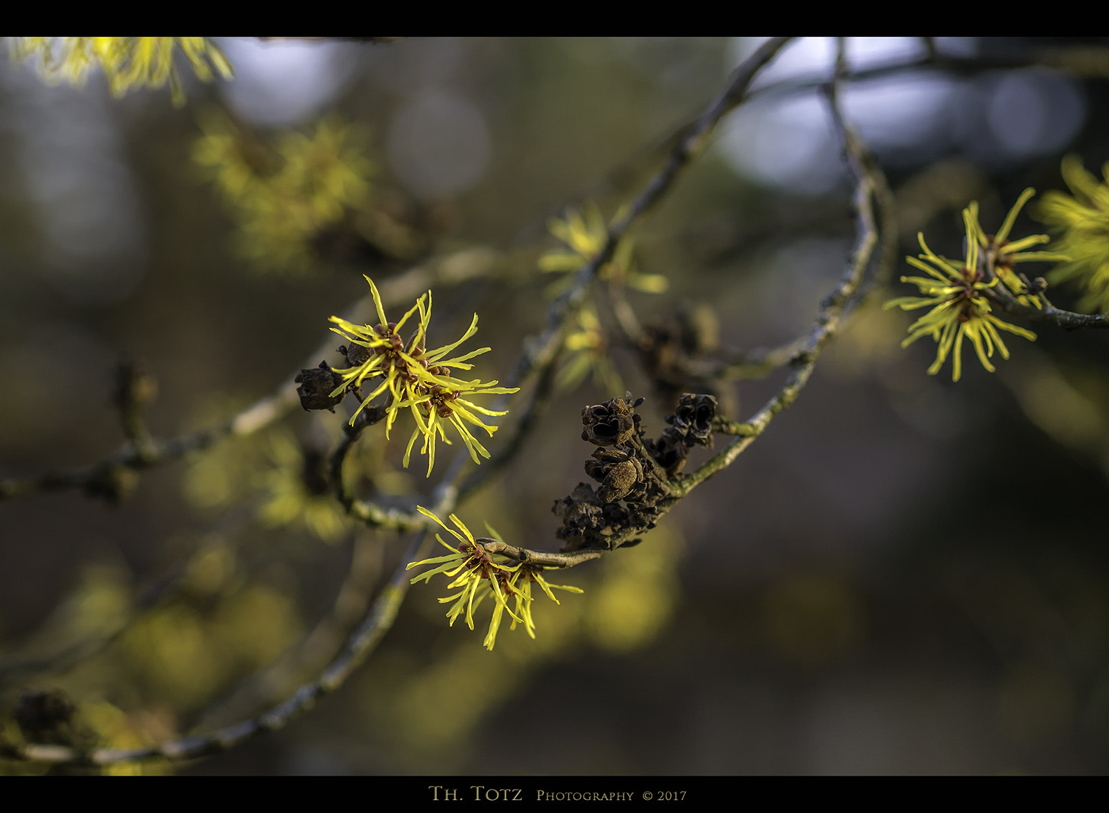 Olympus M.Zuiko Digital 45mm F1.8 sample photo. Spring messengers photography