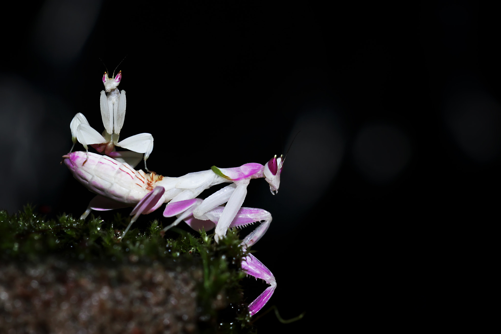 Canon EOS 7D + Canon EF 100mm F2.8 Macro USM sample photo. Mantis style photography