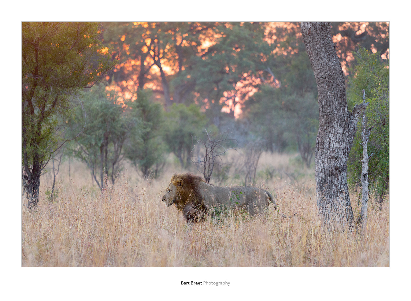 Canon EOS-1D Mark IV sample photo. Male lion on morning patrol photography