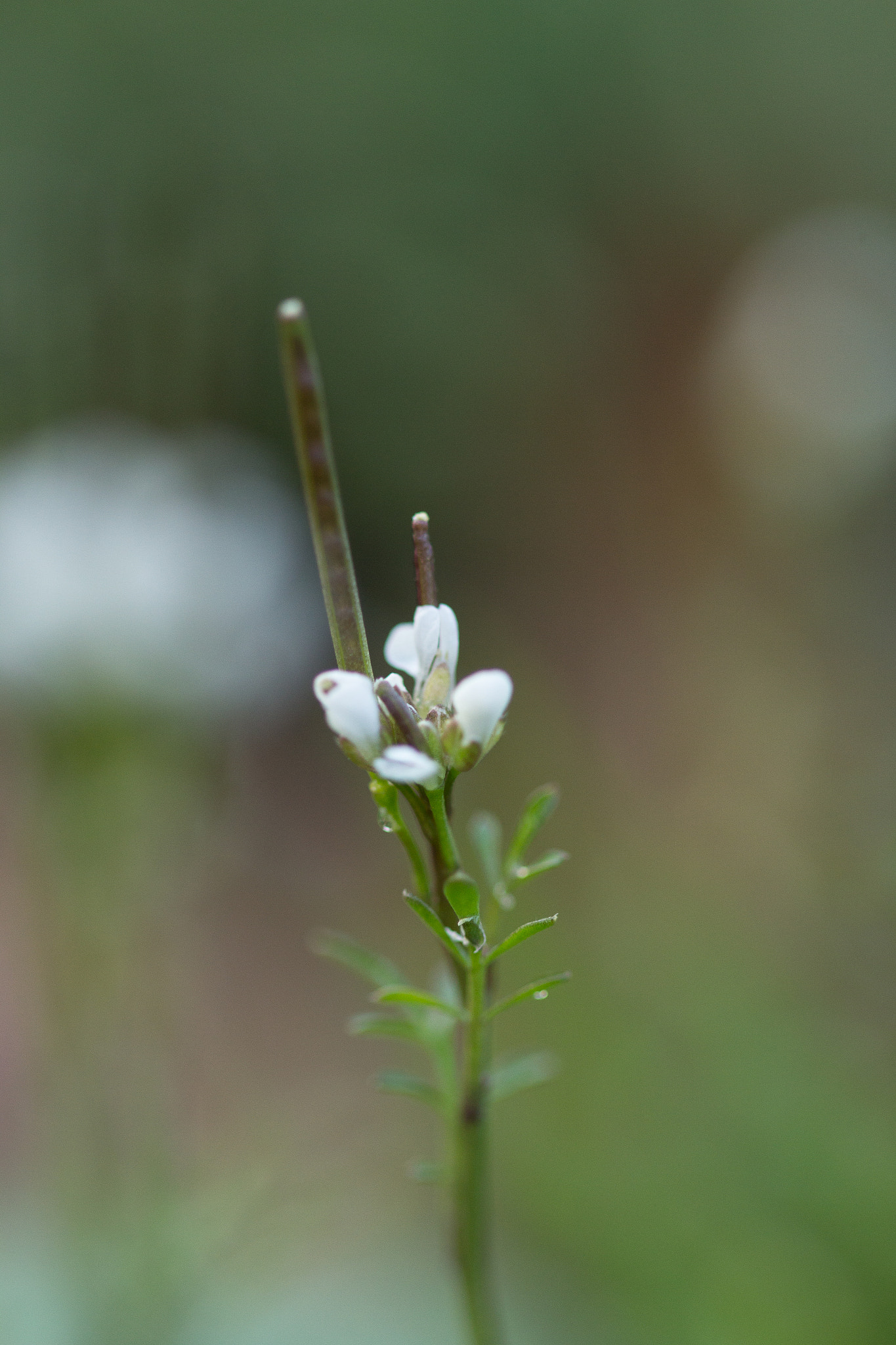 Canon EF 100mm F2.8 Macro USM sample photo. Before spring photography