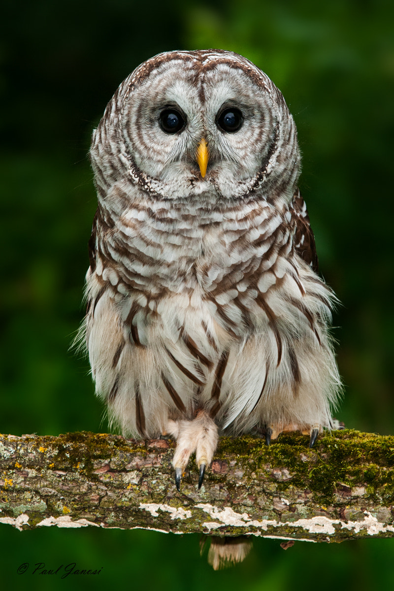 Nikon D300S + Nikon AF-S Nikkor 200-400mm F4G ED-IF VR sample photo. Barred owl photography