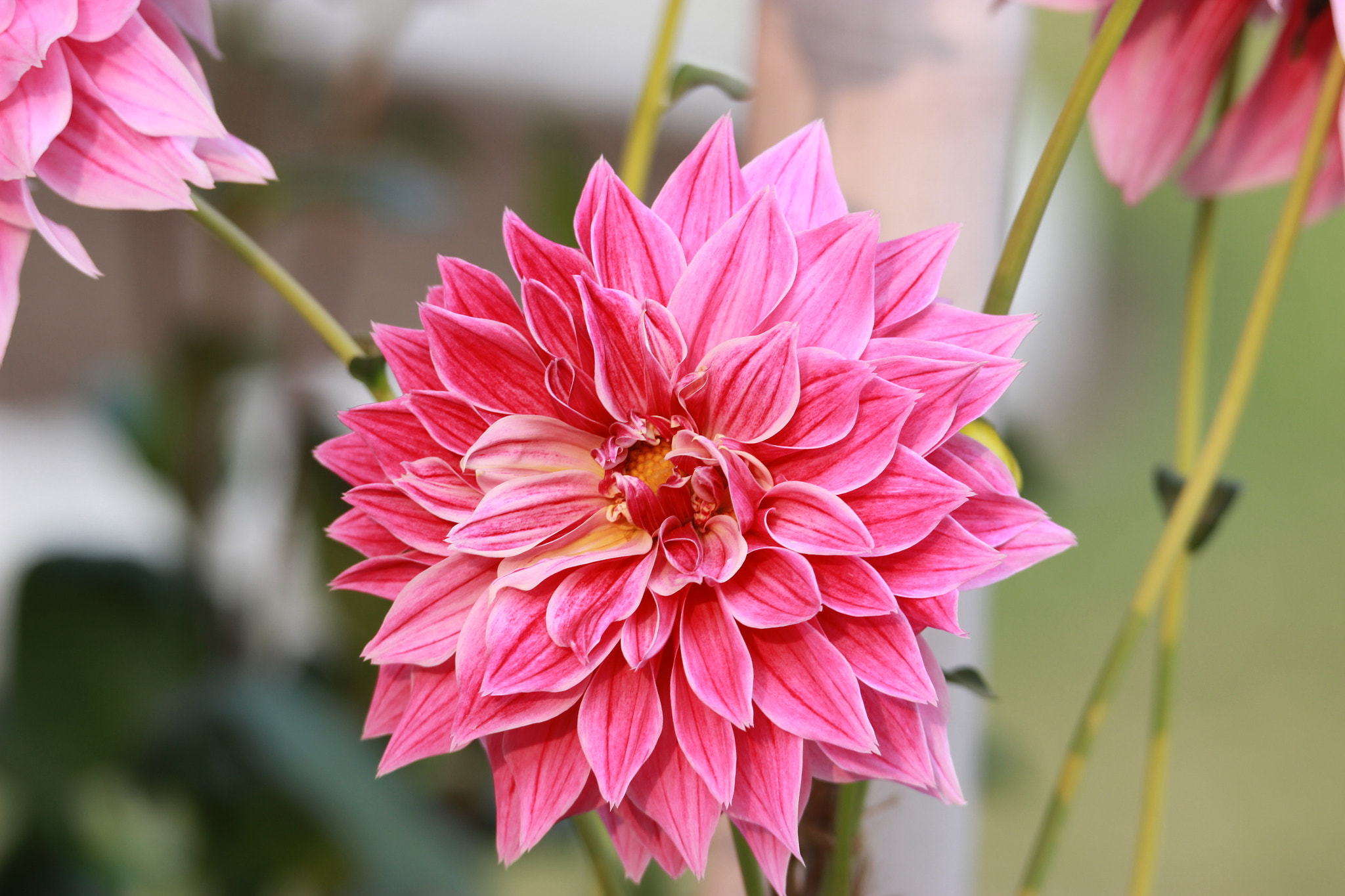 Tamron SP 150-600mm F5-6.3 Di VC USD sample photo. Img photography