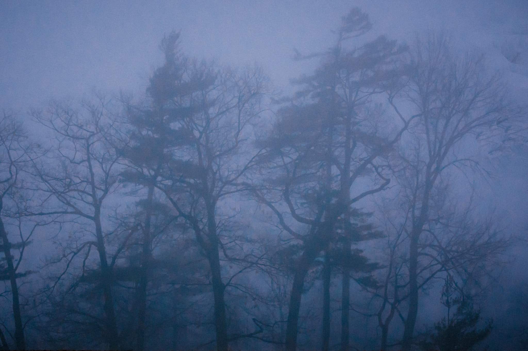 Sigma 18-250mm F3.5-6.3 DC Macro OS HSM sample photo. Feeling blue on a foggy day photography