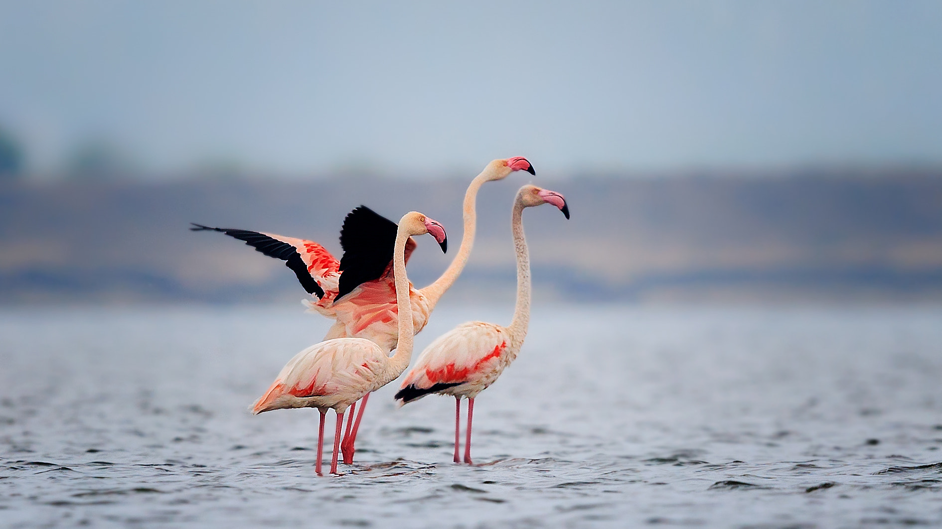 Canon EF 600mm F4L IS II USM sample photo