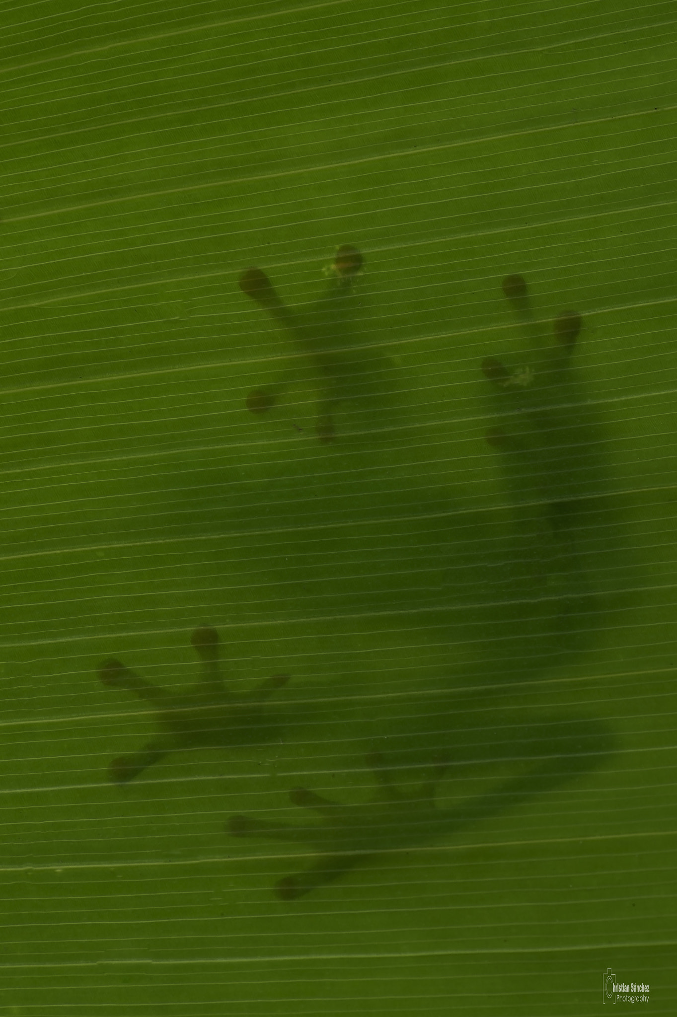 Nikon AF-S Micro-Nikkor 105mm F2.8G IF-ED VR sample photo. Red- eyed leaf frog photography