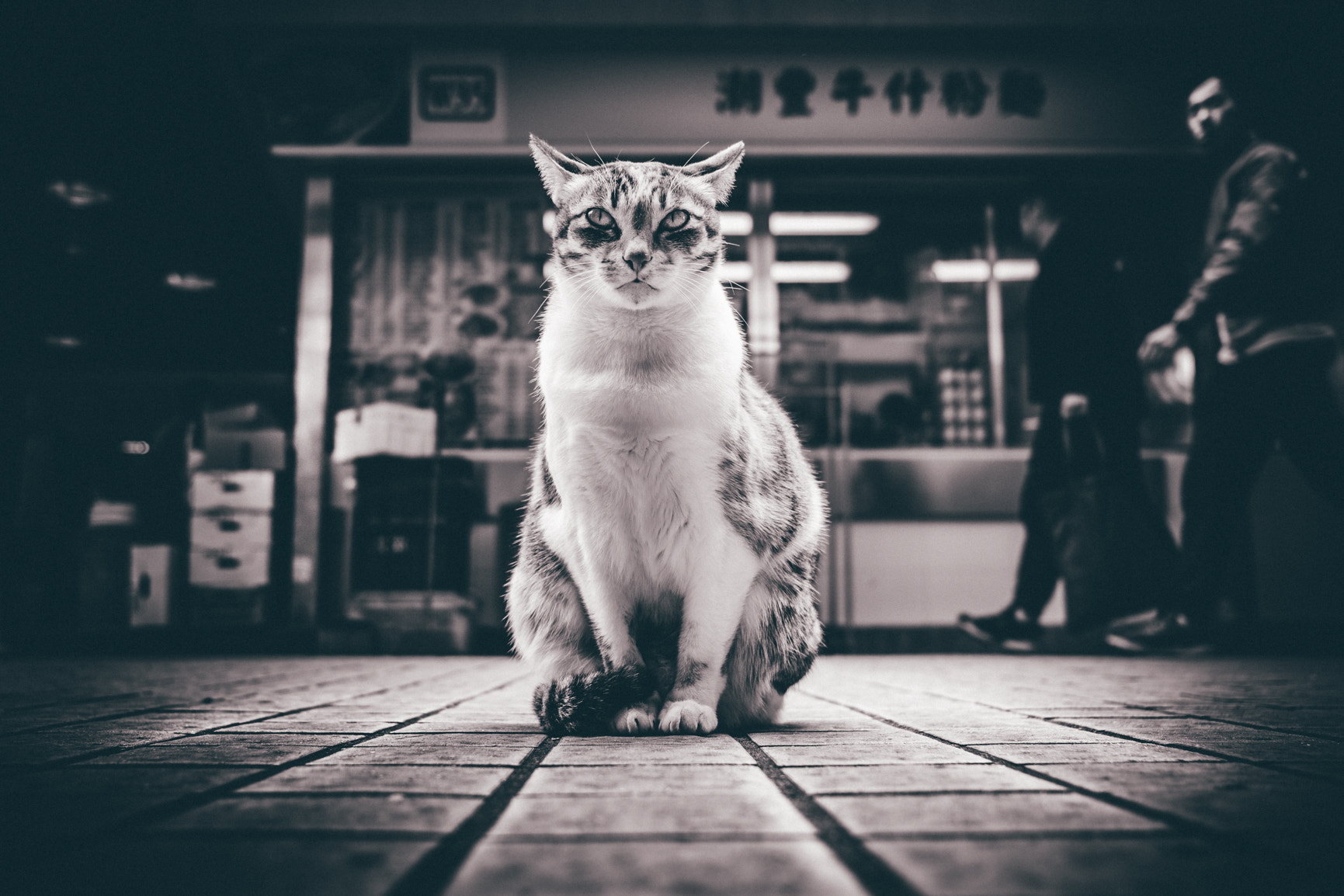 Fujifilm X-T2 + Fujifilm XF 23mm F2 R WR sample photo. Cat moses photography