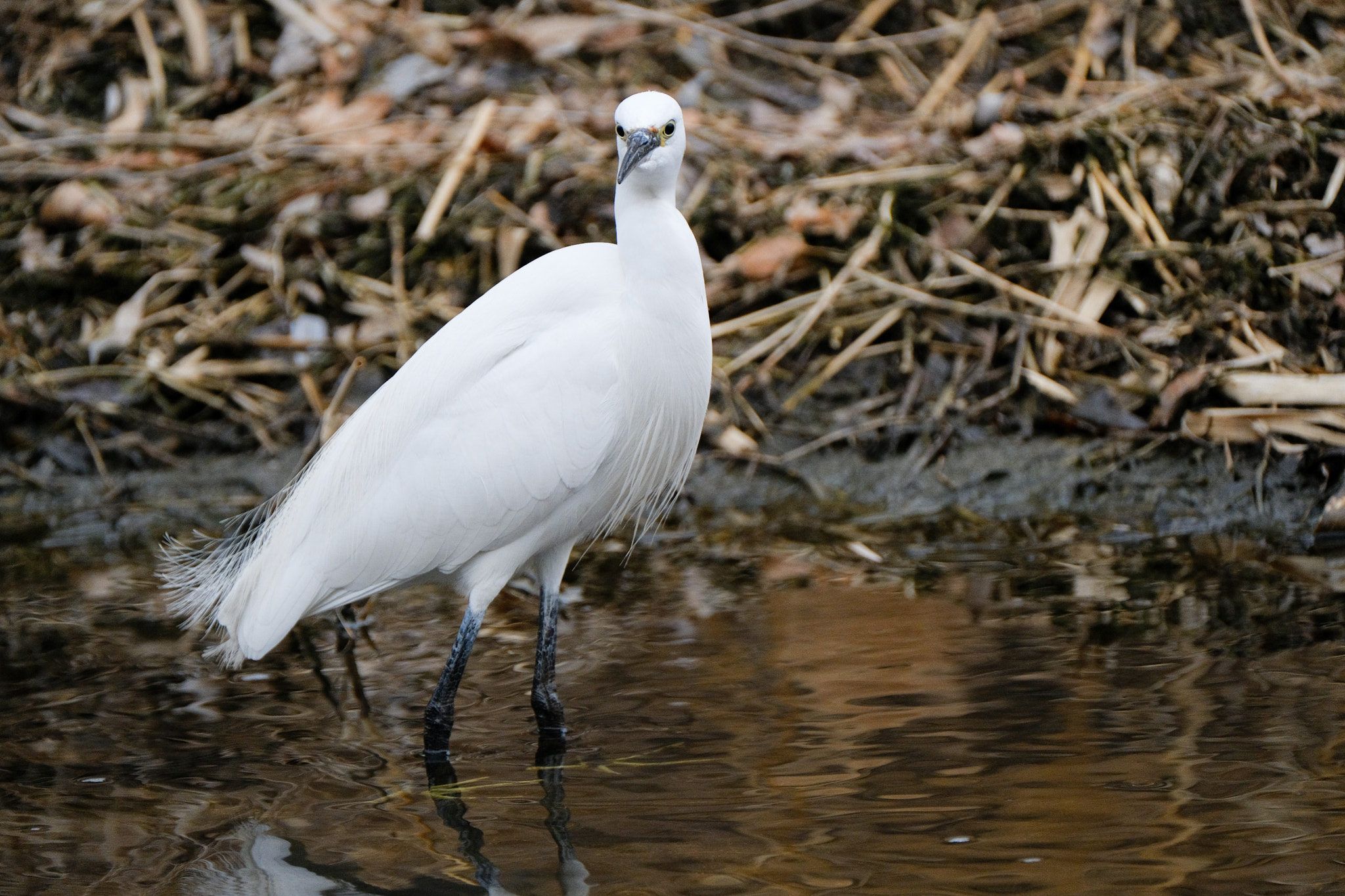 Fujifilm XF 100-400mm F4.5-5.6 R LM OIS WR sample photo. Dscf photography