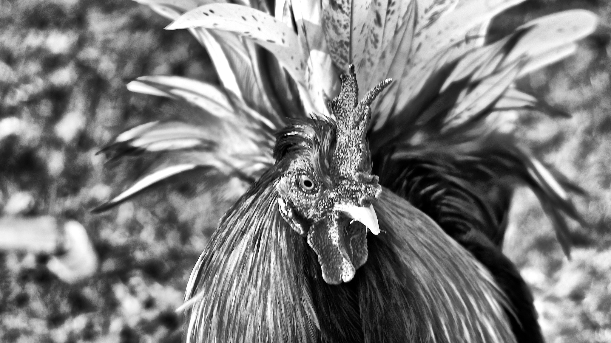 Pentax smc DA 55-300mm F4.0-5.8 ED sample photo. Wild eyed boy photography