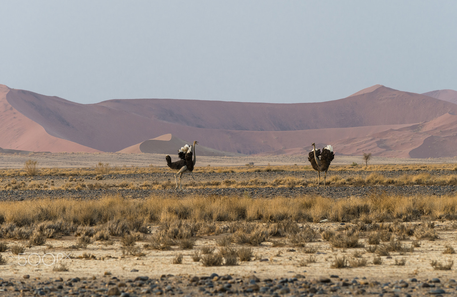 Nikon AF-S Nikkor 70-200mm F4G ED VR sample photo. Turf war of ostriches photography