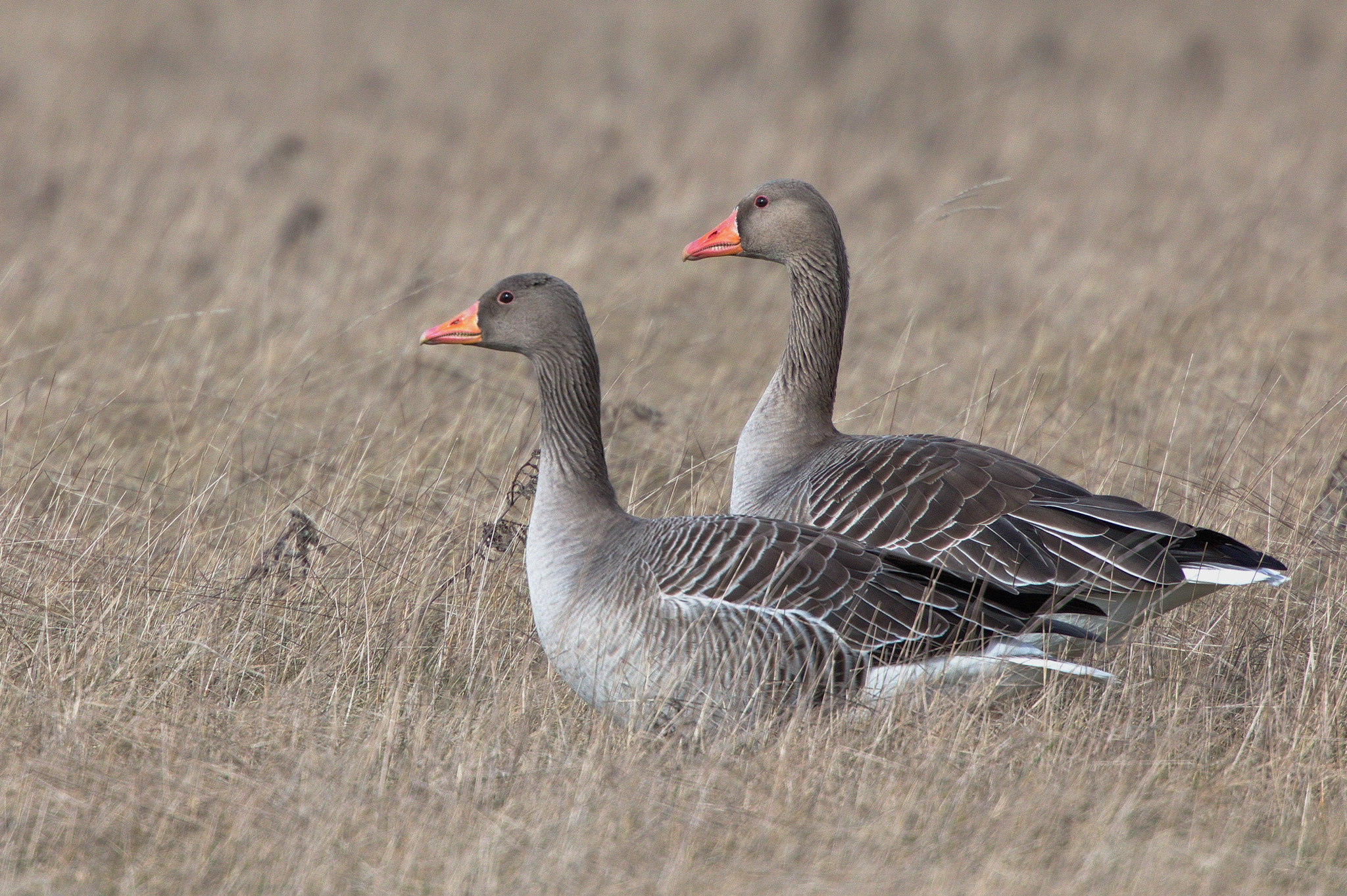 Canon EF 400mm F2.8L IS USM sample photo. Geese photography