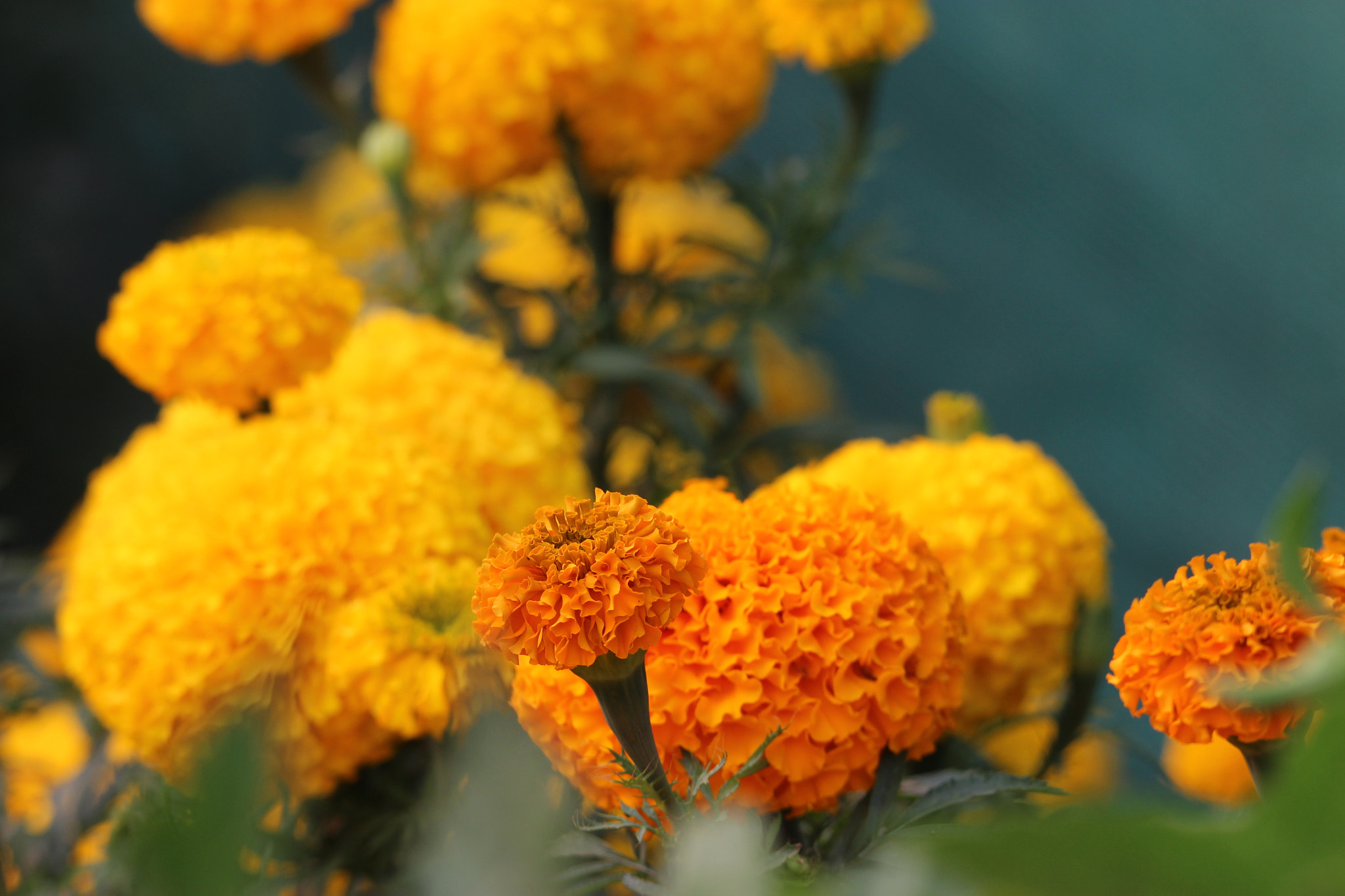 Tamron SP 150-600mm F5-6.3 Di VC USD sample photo. Img photography