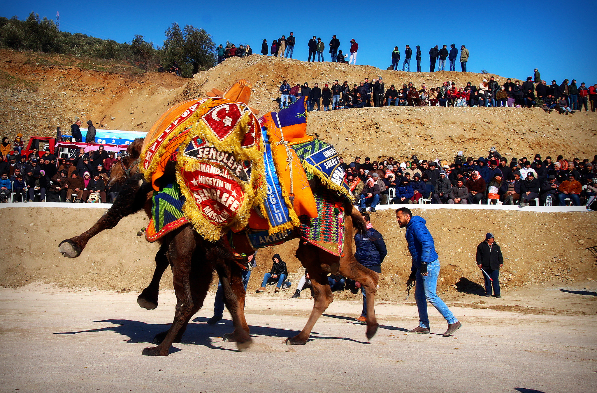 Canon EOS 650D (EOS Rebel T4i / EOS Kiss X6i) + Sigma 18-250mm F3.5-6.3 DC OS HSM sample photo. Camel wrestling  ... photography