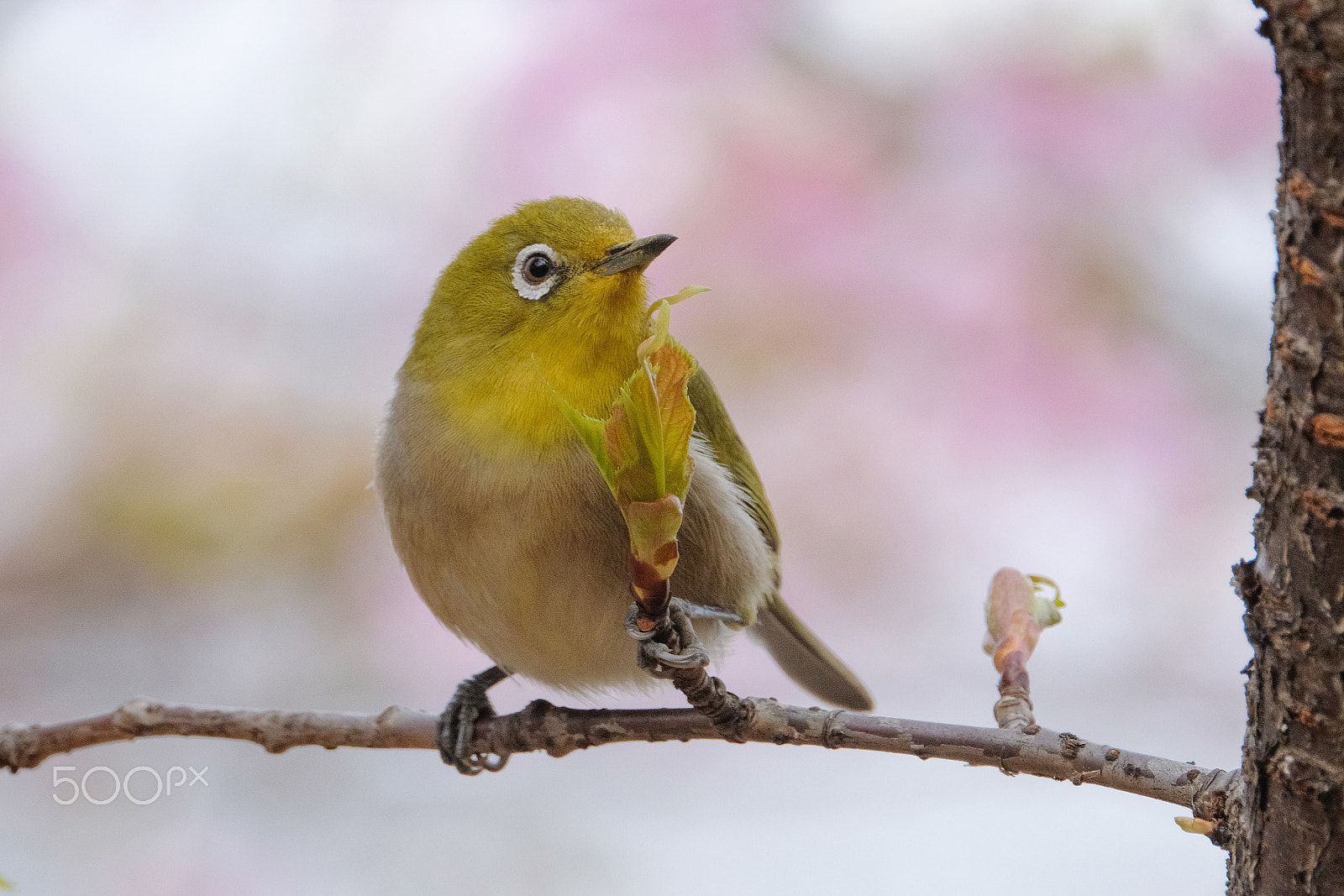 XF100-400mmF4.5-5.6 R LM OIS WR + 1.4x sample photo. Backed by pink photography