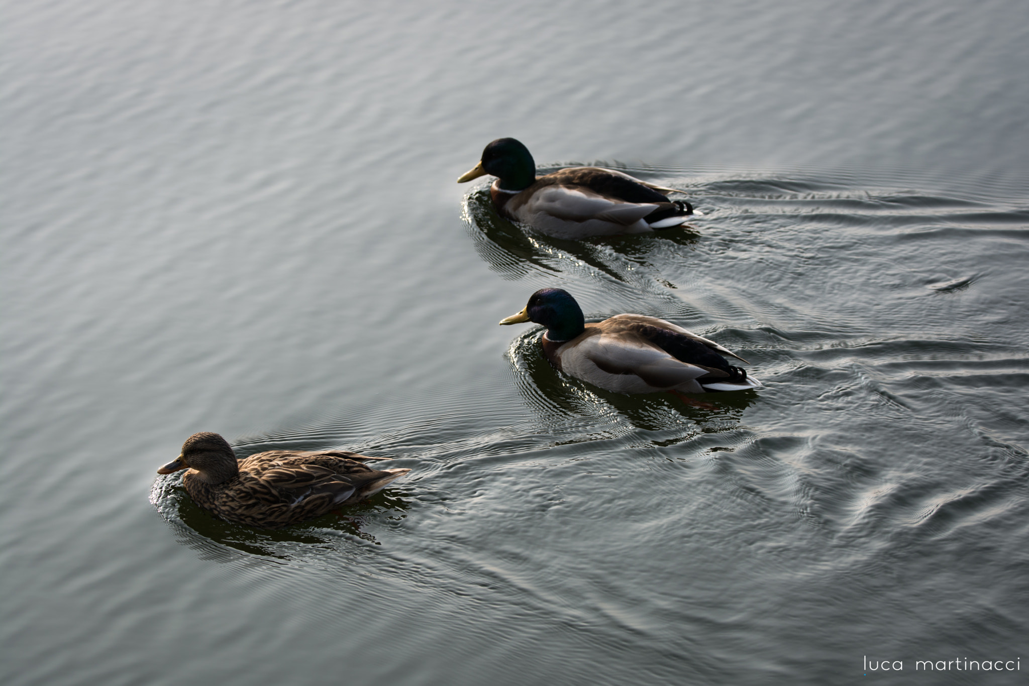 Nikon AF-S Nikkor 70-200mm F2.8G ED VR II sample photo. Ducks photography