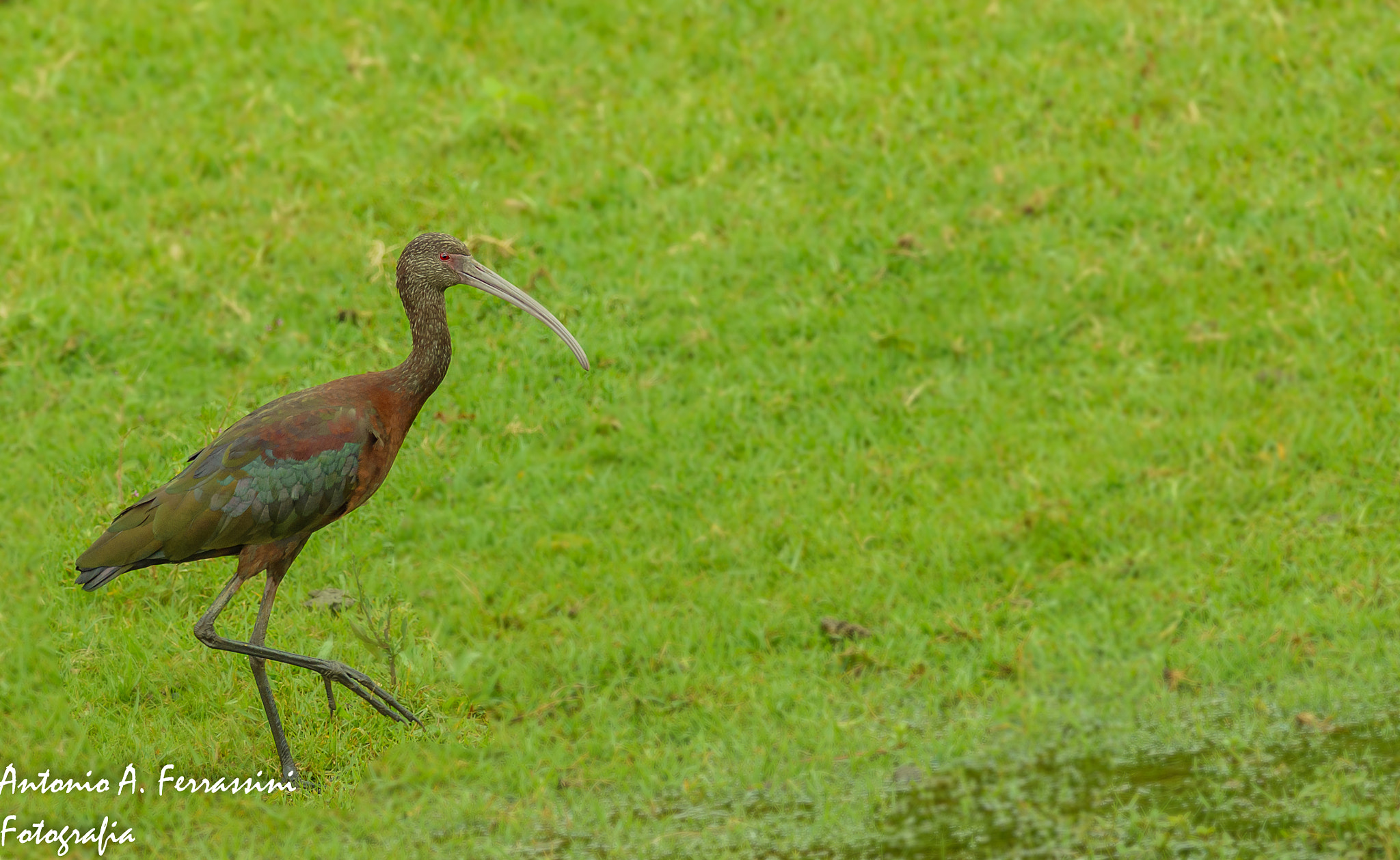 Nikon D610 + Nikon AF-S Nikkor 300mm F4D ED-IF sample photo. Carauna de cara branca photography