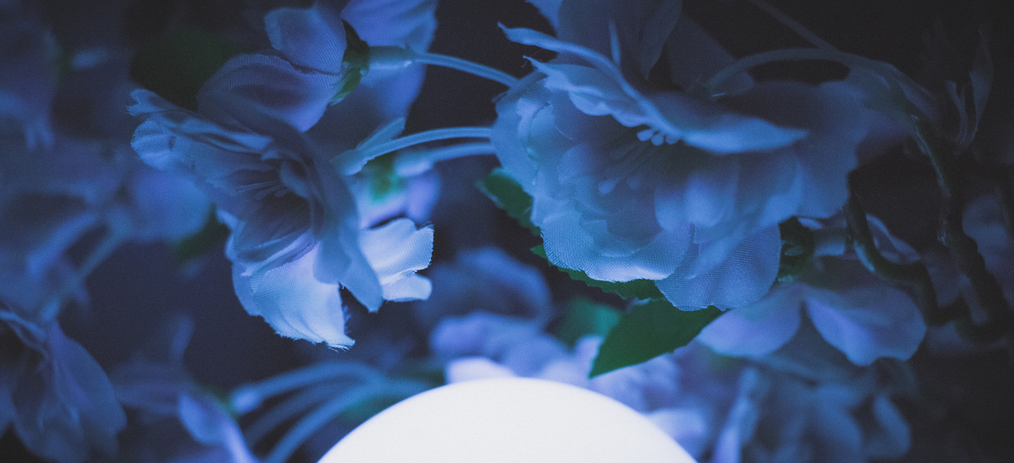 Canon EF-S 24mm F2.8 STM sample photo. Cherry blossoms photography