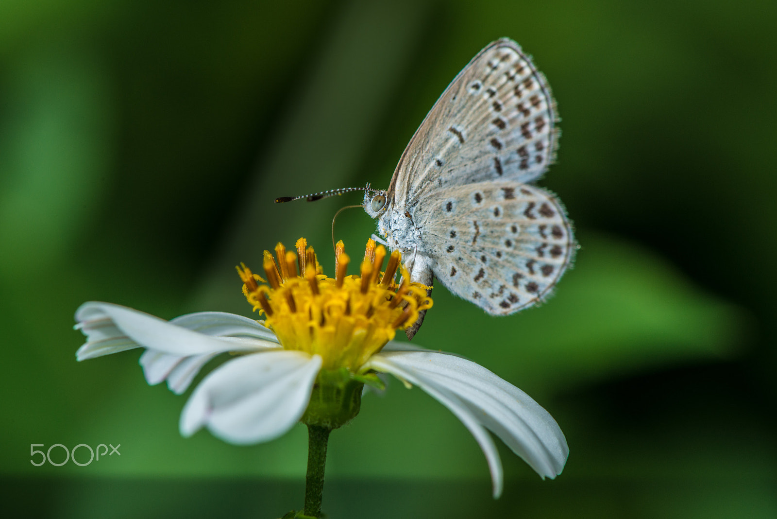 Nikon D800E sample photo. Flower and butterfly photography