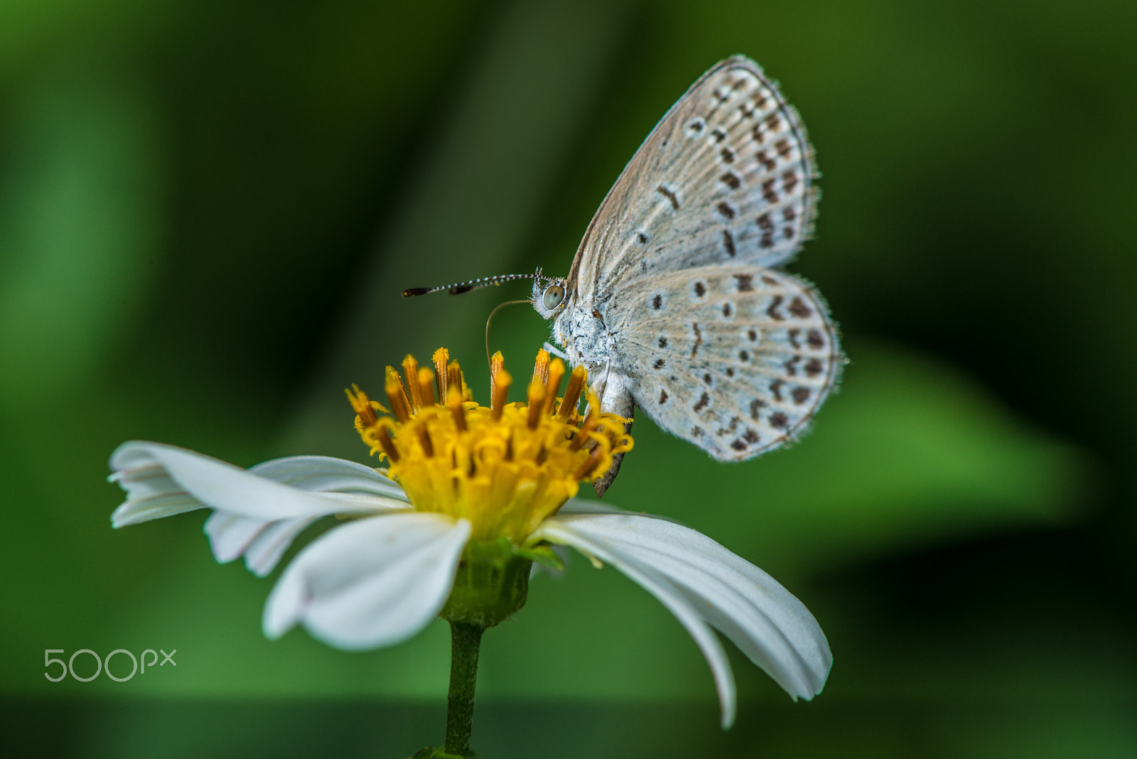 Nikon AF-S Micro-Nikkor 105mm F2.8G IF-ED VR sample photo. Flower and butterfly photography