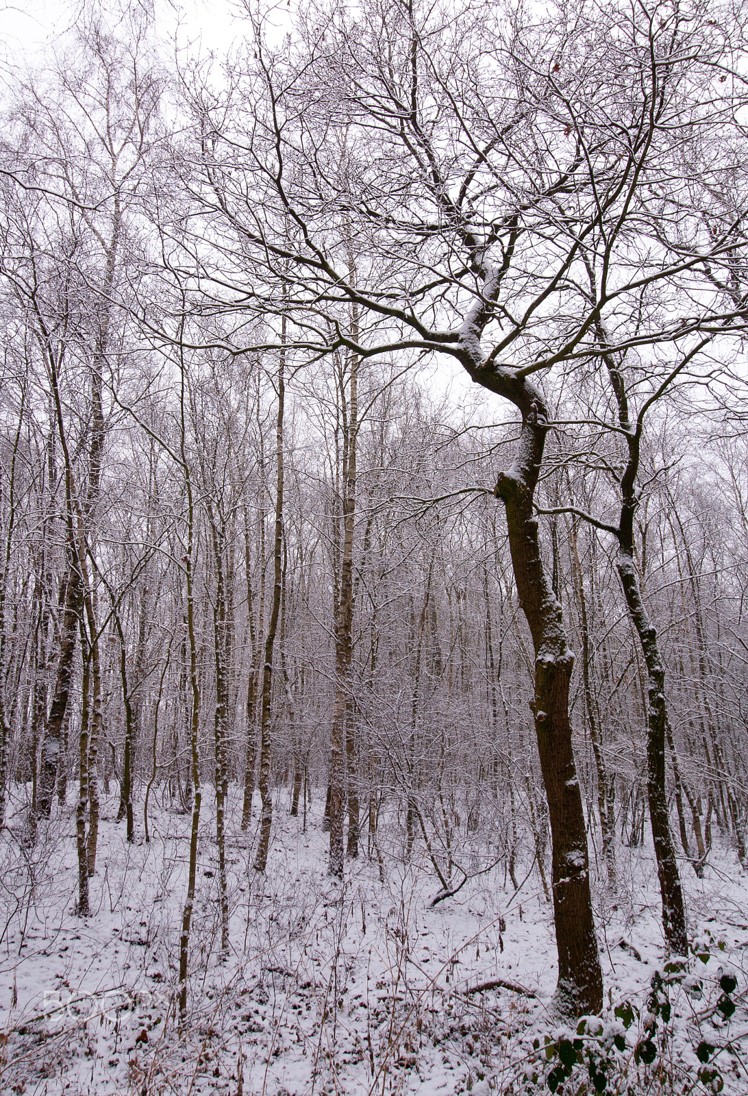 Canon EOS 400D (EOS Digital Rebel XTi / EOS Kiss Digital X) sample photo. Snow covered trees photography