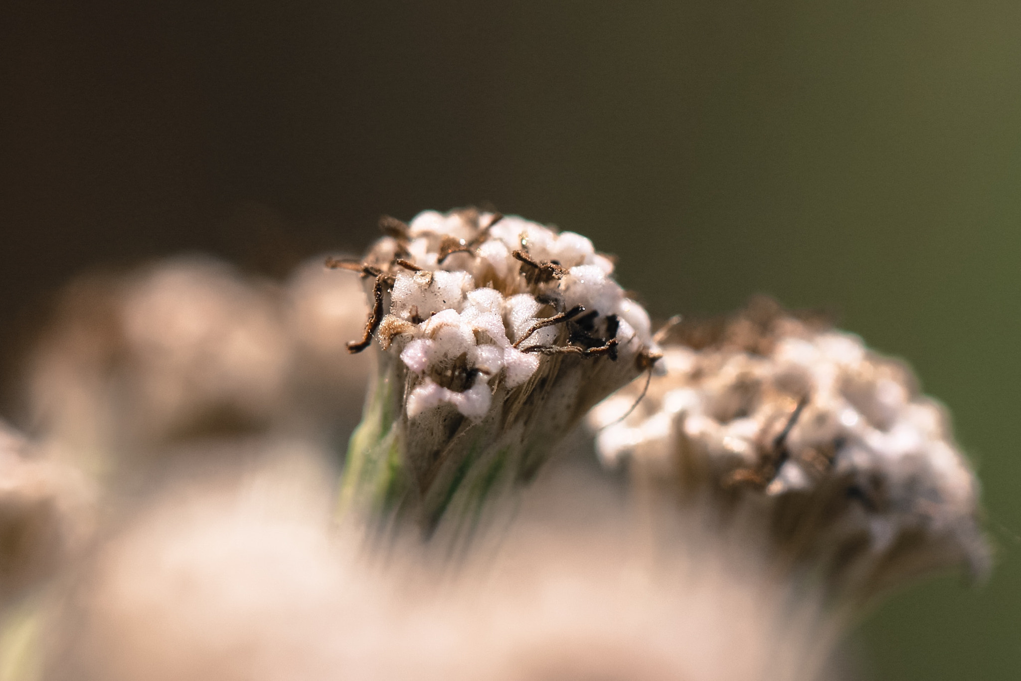 Canon EF 100mm F2.8L Macro IS USM sample photo. Flower photography