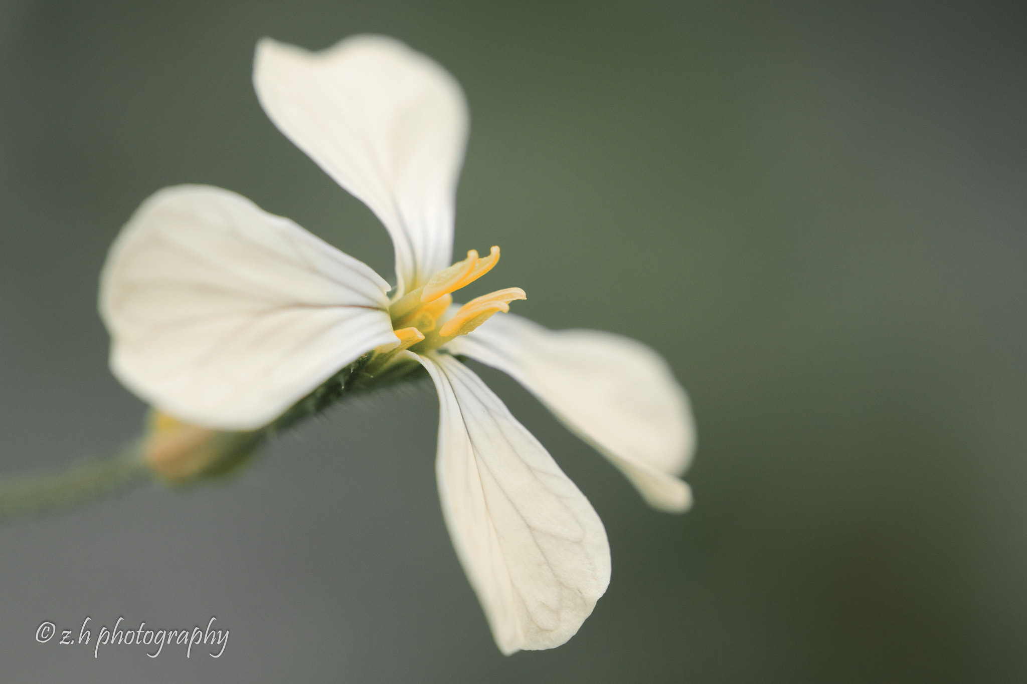 Panasonic Lumix DMC-GX85 (Lumix DMC-GX80 / Lumix DMC-GX7 Mark II) + Olympus M.Zuiko Digital ED 60mm F2.8 Macro sample photo. Beautiful flower photography