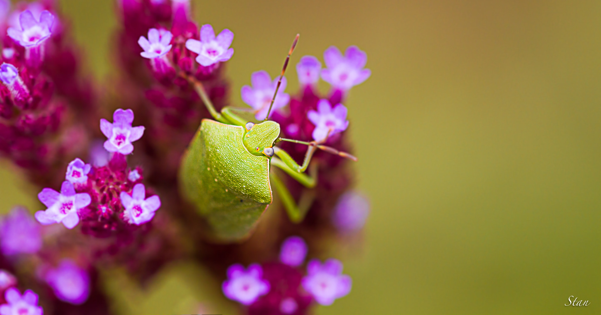 Sigma 105mm F2.8 EX DG OS HSM sample photo. Acrosterum millierei photography