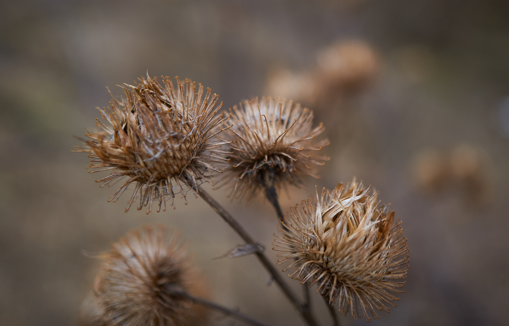 Sony E 30mm F3.5 Macro sample photo. Winter day photography