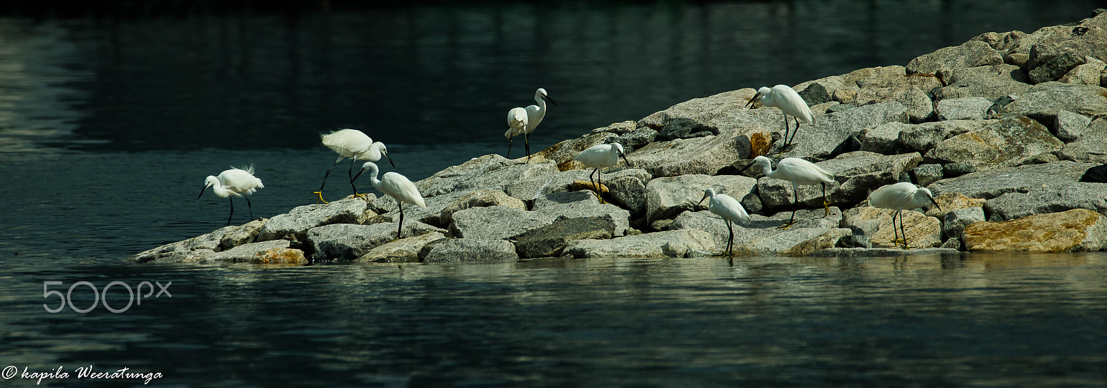 Sigma 150-600mm F5-6.3 DG OS HSM | S sample photo