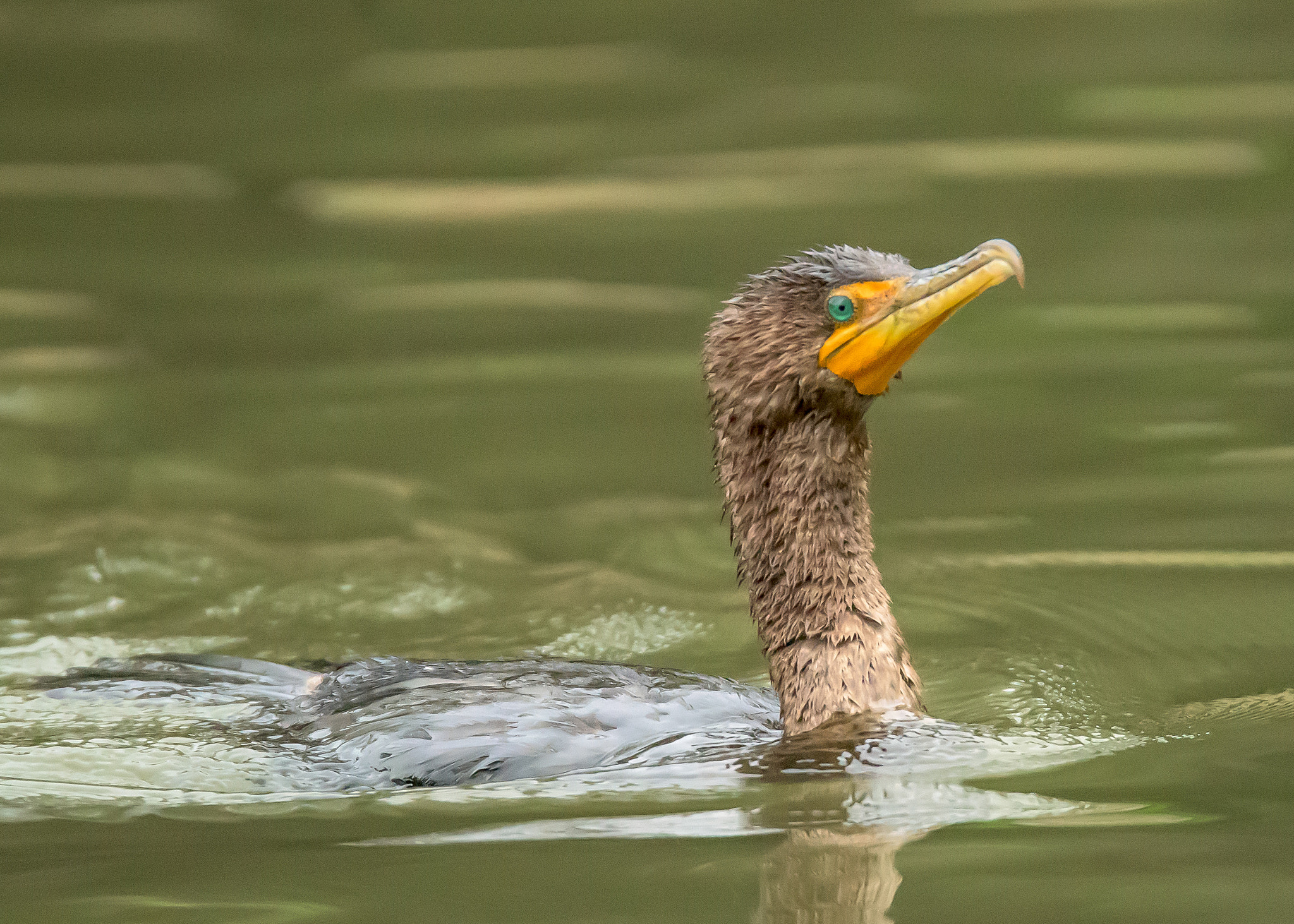 Nikon D810 sample photo. Brandt's cormorant photography