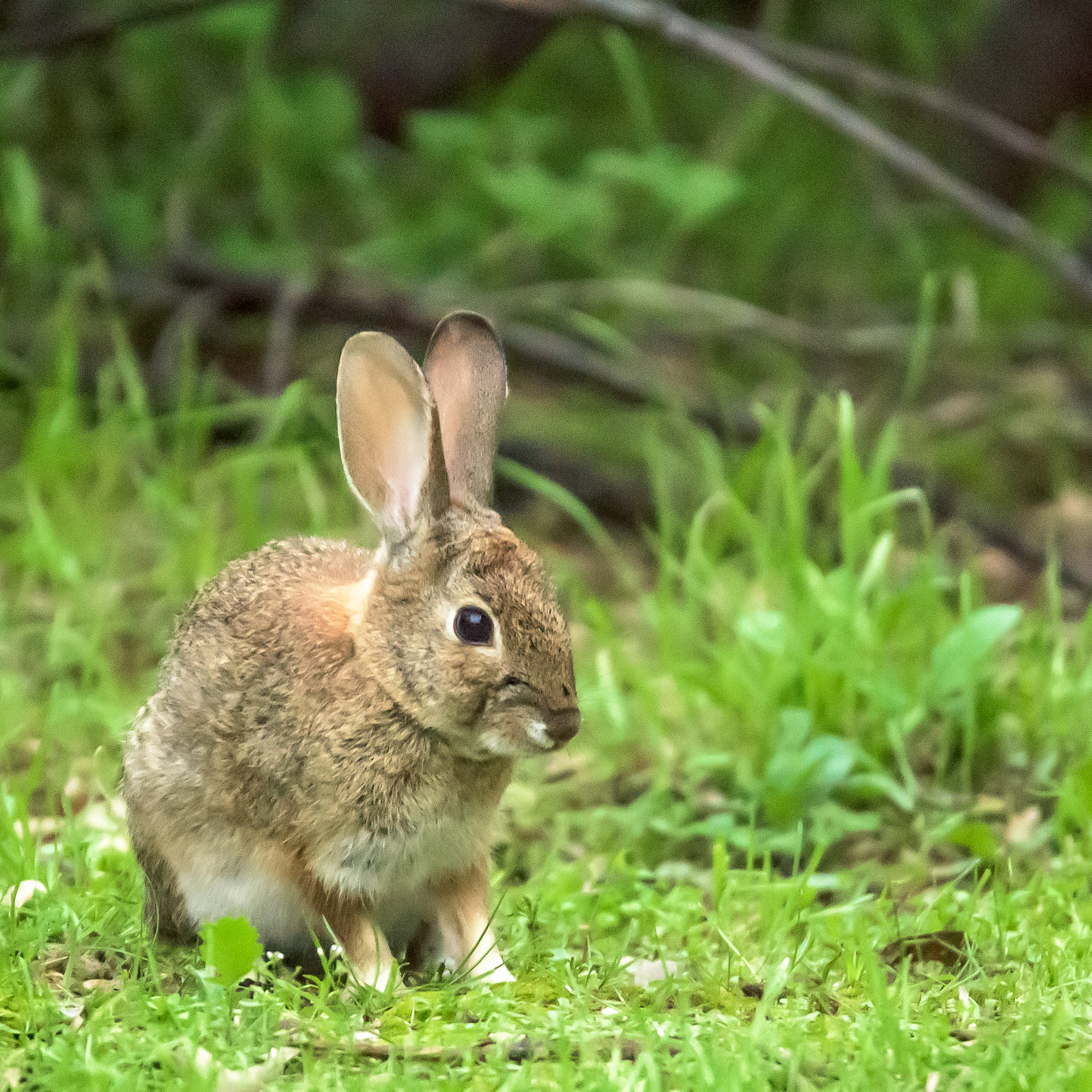 Nikon D810 sample photo. Bunny photography