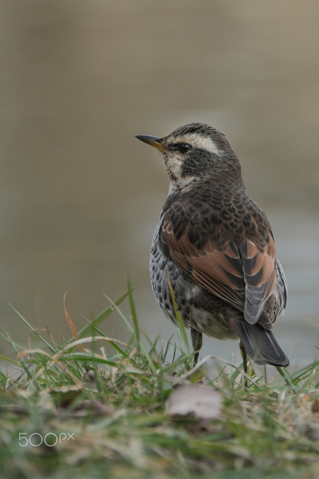 XF100-400mmF4.5-5.6 R LM OIS WR + 1.4x sample photo. Homesickness photography