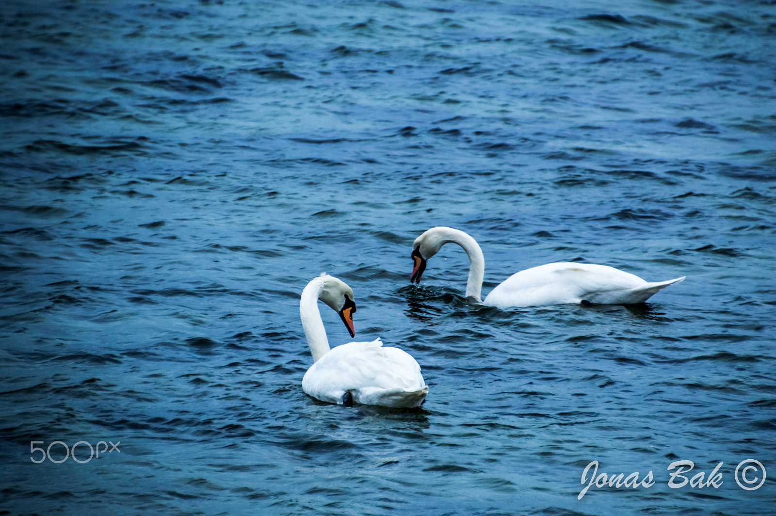 Nikon D3200 sample photo. Swans photography