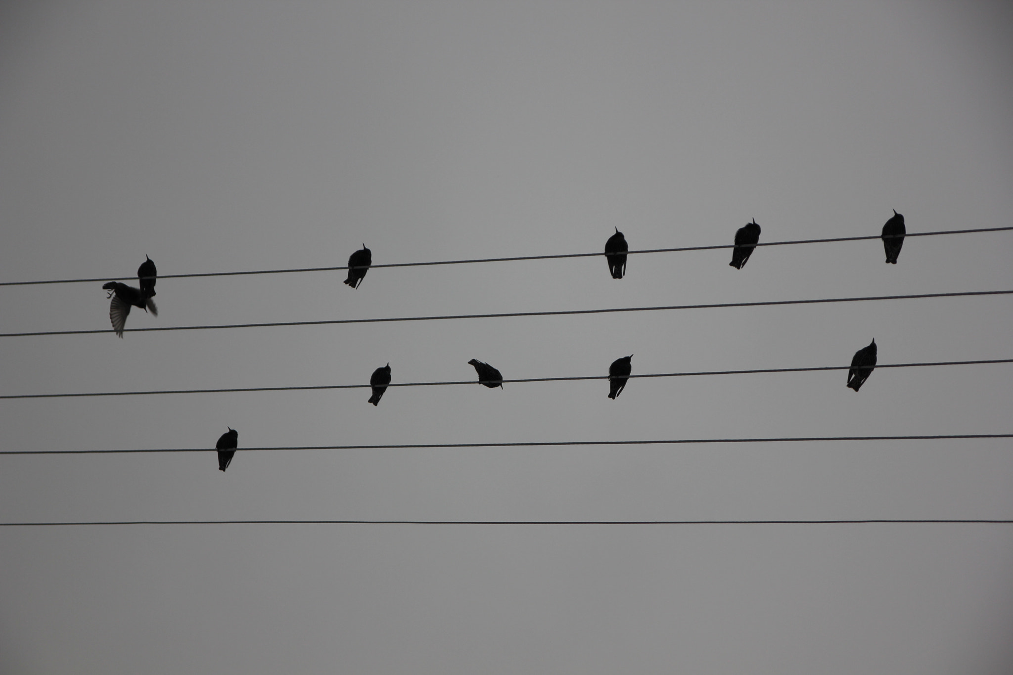 Canon EOS 550D (EOS Rebel T2i / EOS Kiss X4) sample photo. Bird photography