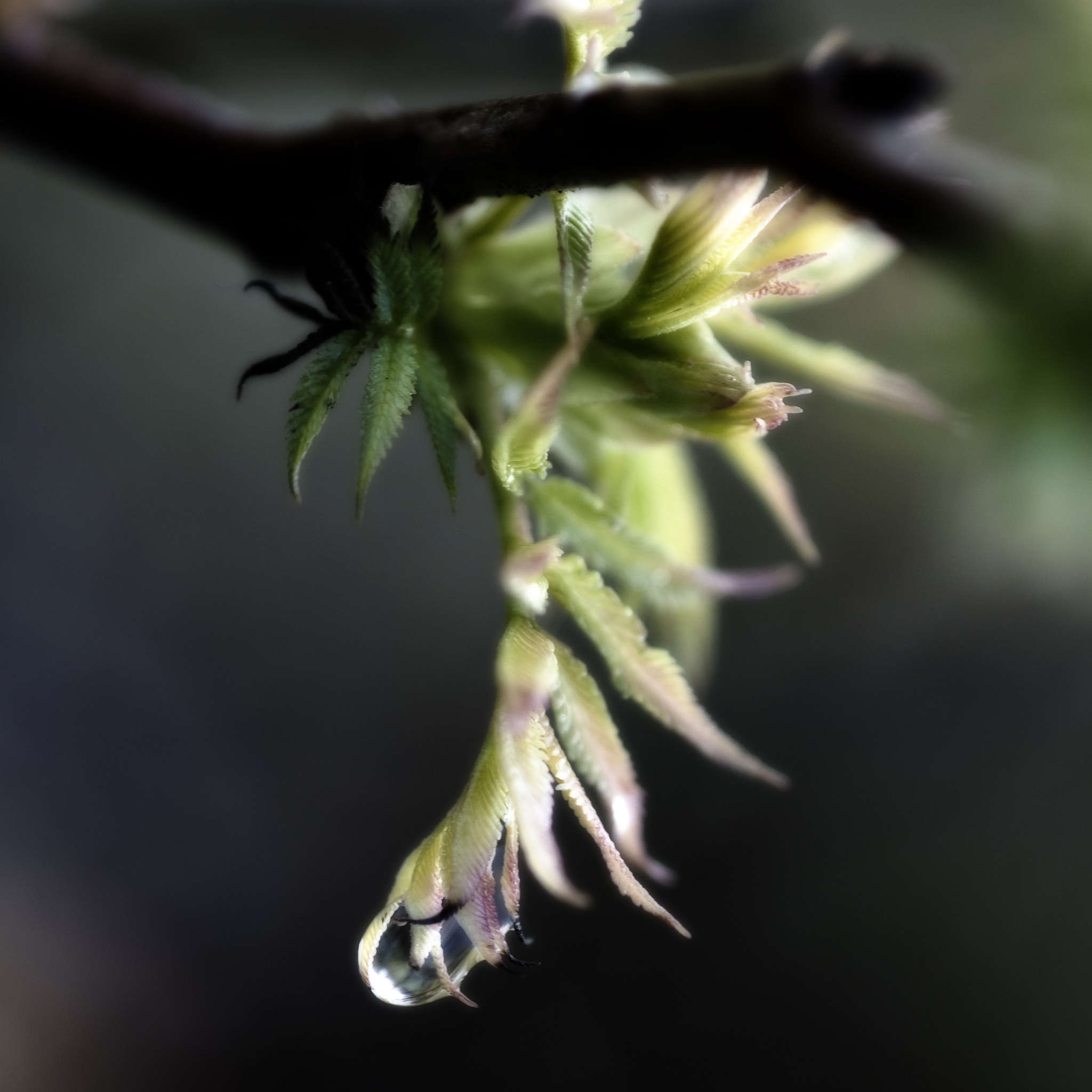 Nikon AF-S Micro-Nikkor 105mm F2.8G IF-ED VR sample photo. Drop photography