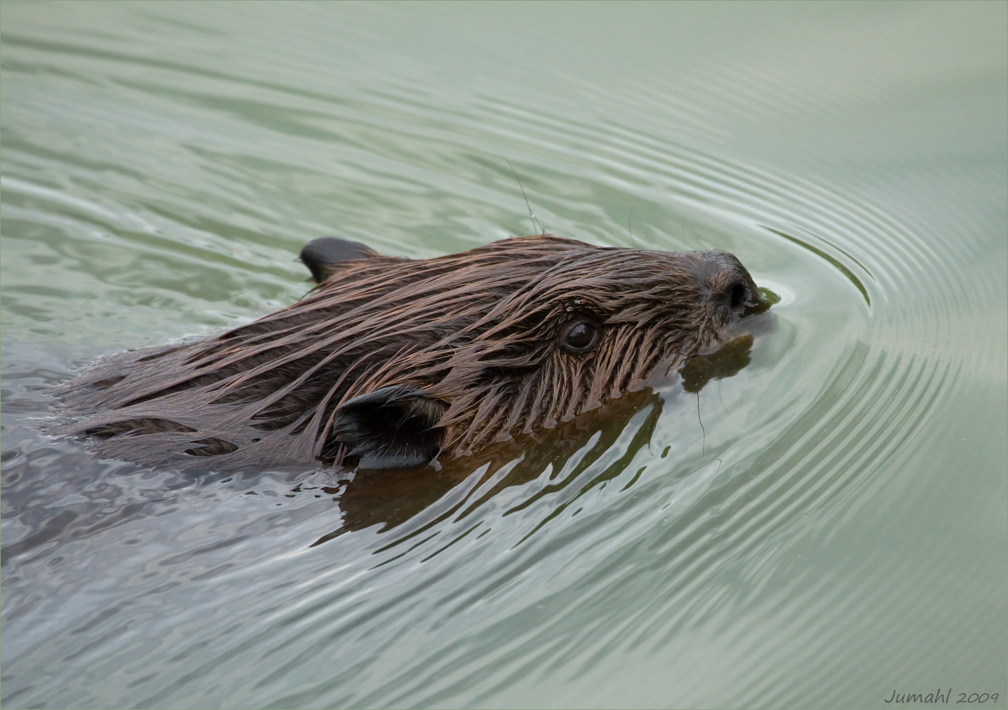 Canon EOS 50D + Canon EF 100-400mm F4.5-5.6L IS USM sample photo. Beaver swimby photography