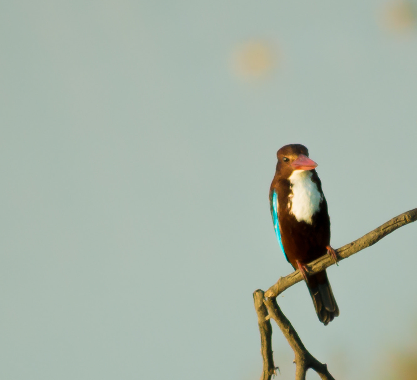 Sony 75-300mm F4.5-5.6 sample photo. Kingfisher  photography