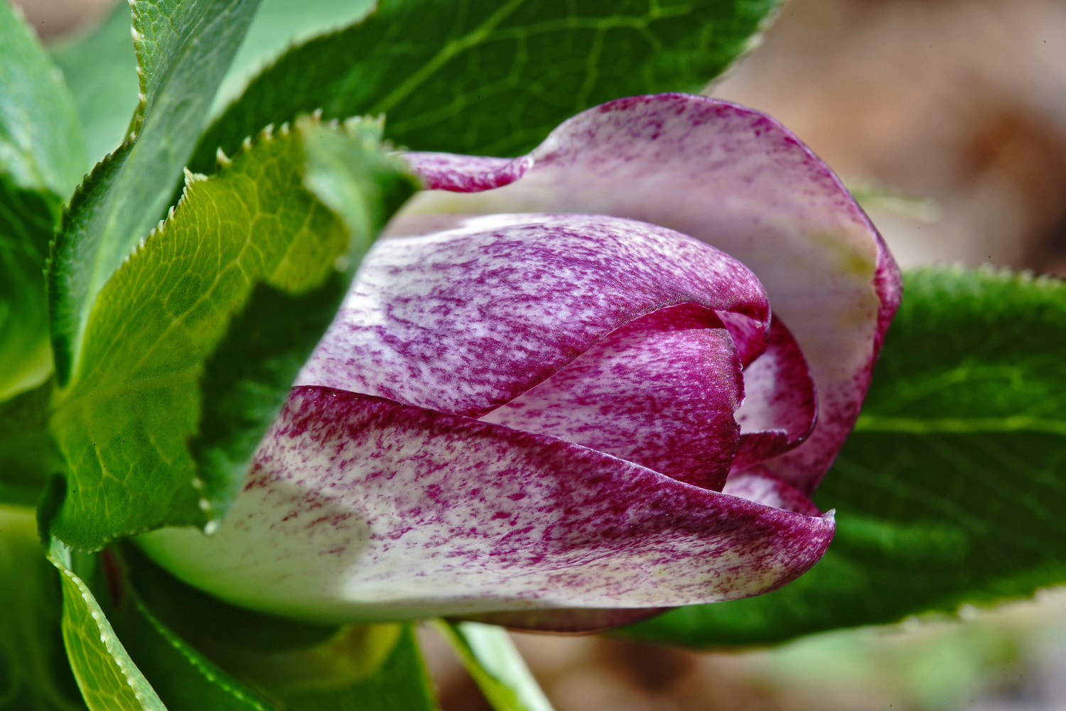 100mm F2.8 SSM sample photo. Pink hellebore photography