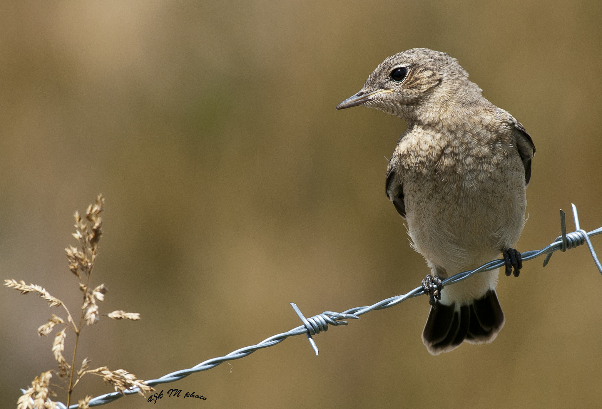 Nikon AF-S Nikkor 200-500mm F5.6E ED VR sample photo. Karakulaklı kuyrukkakan photography