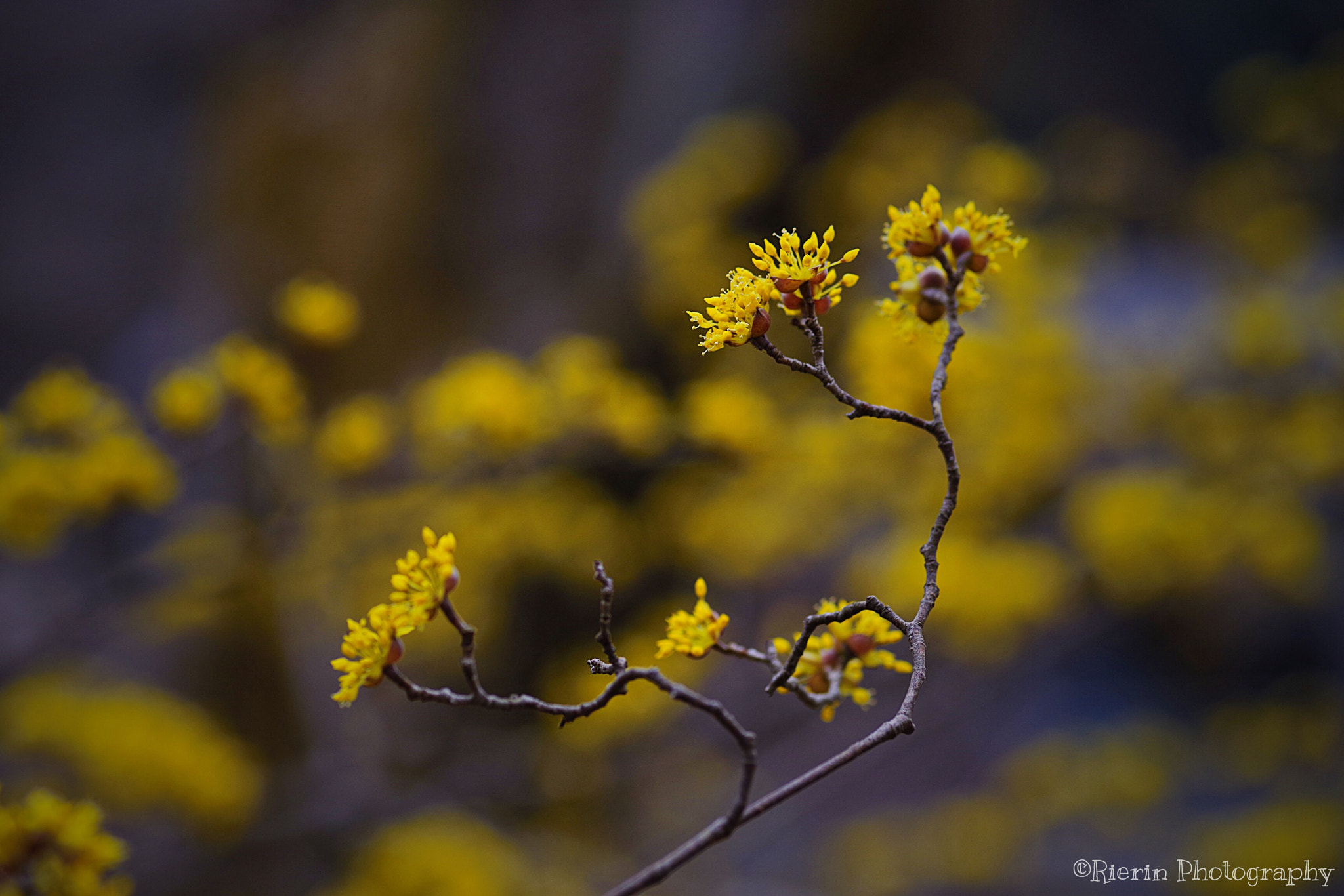 Pentax K-1 sample photo