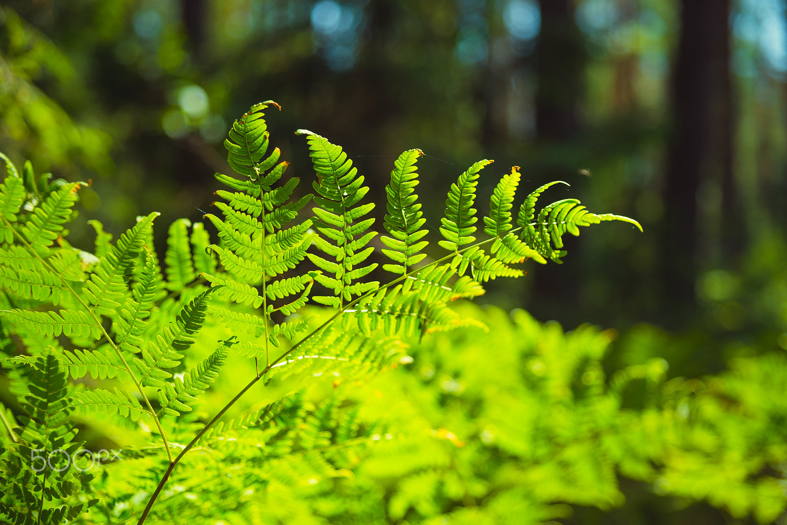 Nikon D610 + Sigma 24-70mm F2.8 EX DG HSM sample photo. Fern in the forest photography